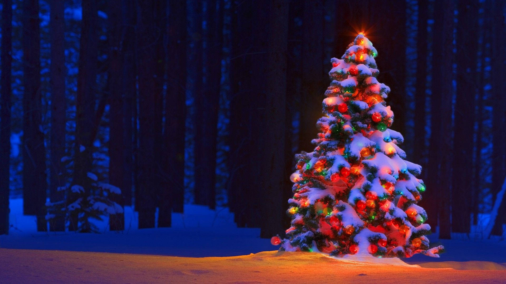 Albero di Natale innevato bosco notte, 1920x1080 Full HD, PC Desktop