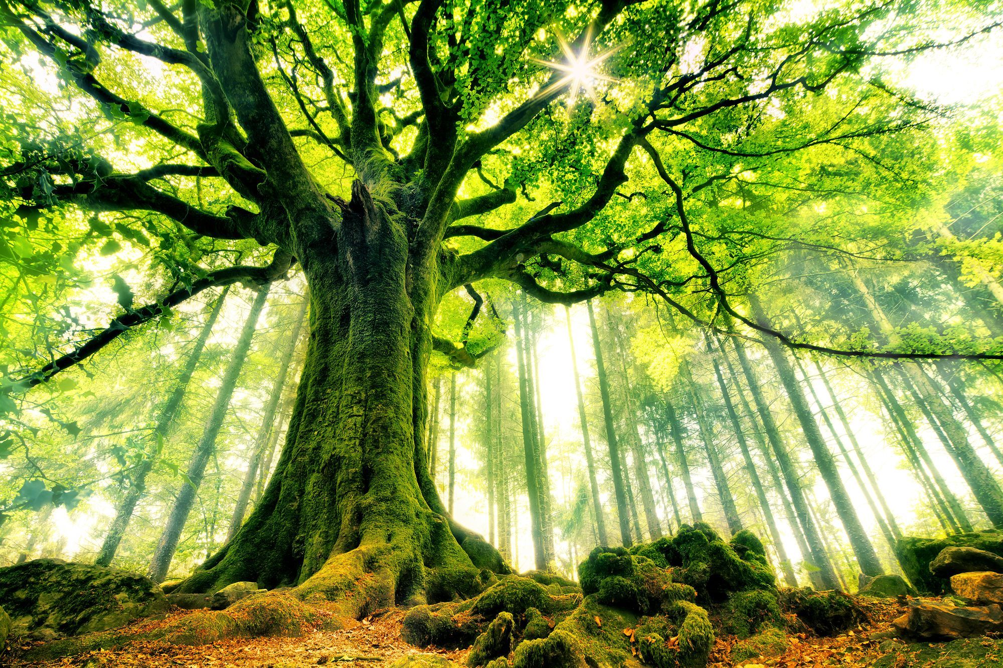 Albero verde nella foresta, 2000x1333 Hi-Res, Desktop
