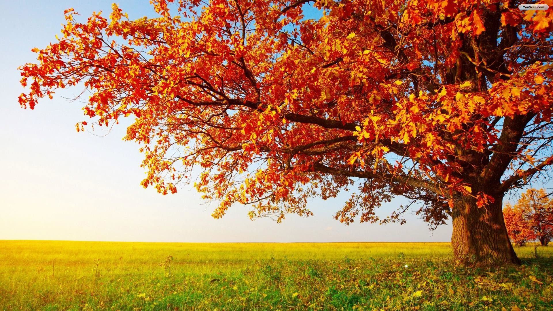 Albero autunnale in campo, 1920x1080 1080p, Laptop