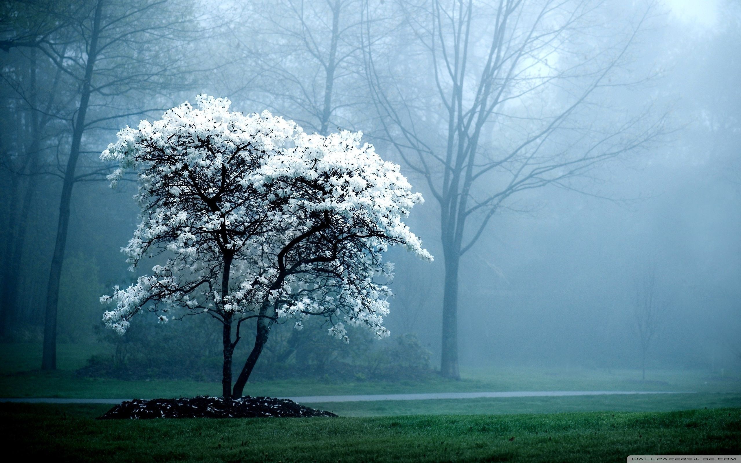 Albero bianco fiorito nella nebbia, 2560x1600 2K, Desktop