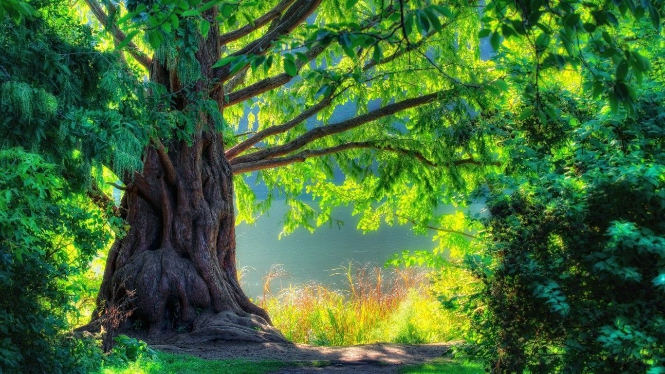 Grande albero verde nella foresta, 1366x768 HD, Desktop
