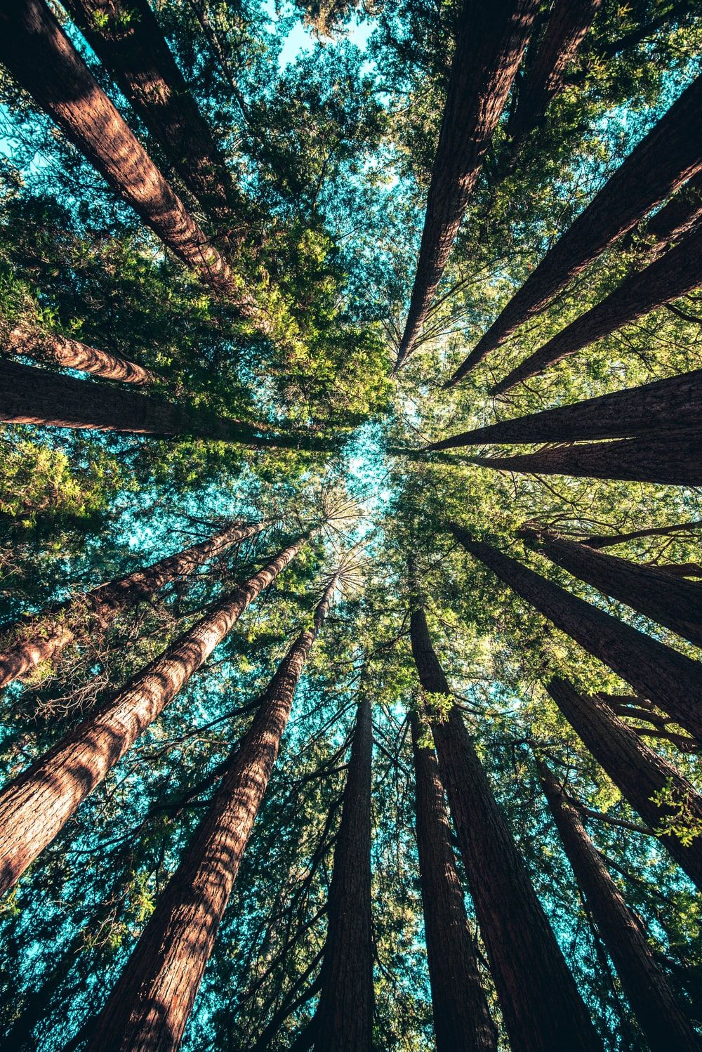 Alberi visti dal basso, 1000x1498 Verticale, Mobile
