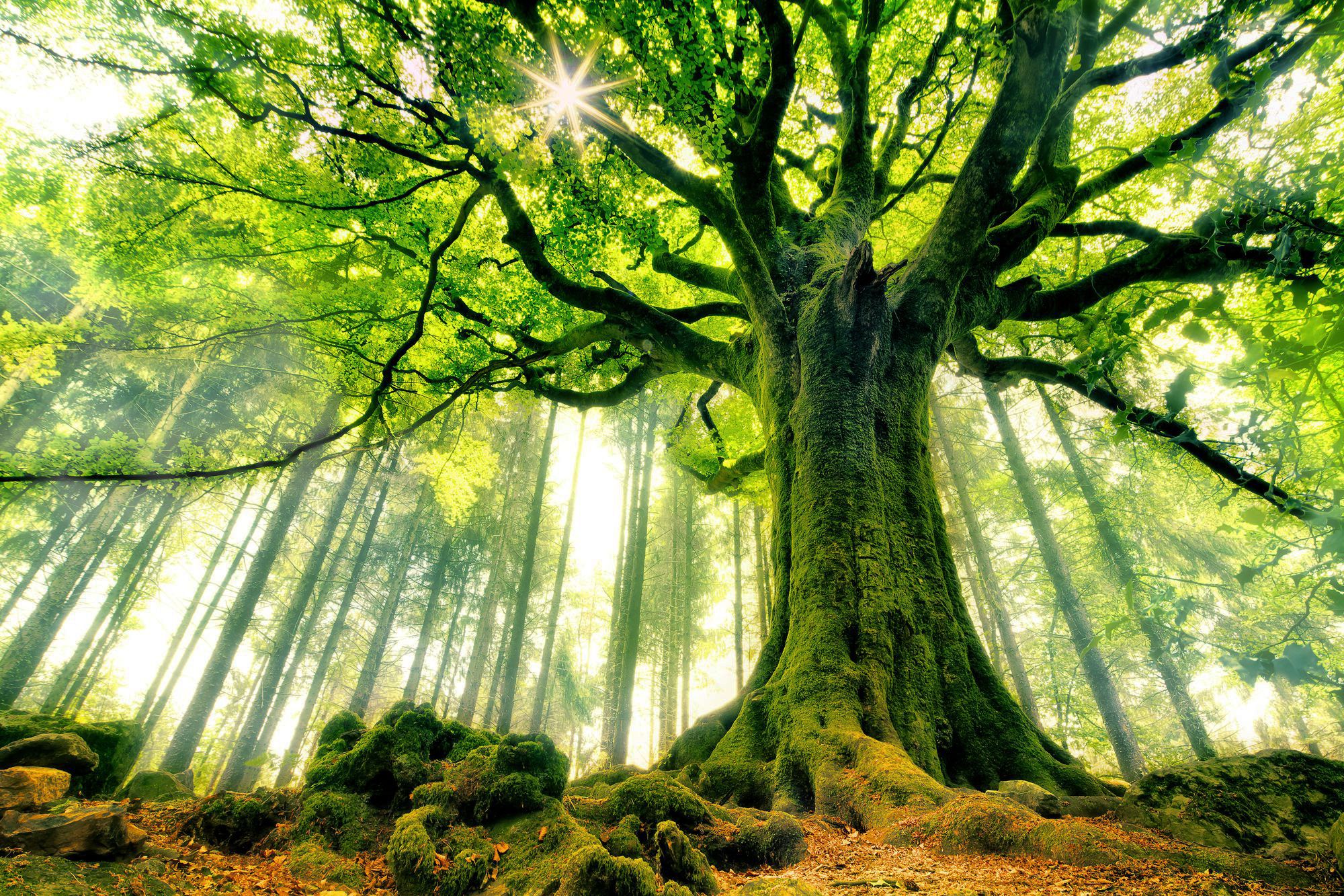 Grande albero foresta verde, 2000x1333 2K, Laptop