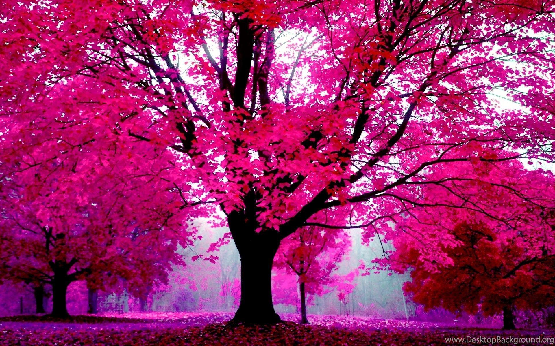 Albero rosa fucsia autunnale, 1920x1200 WUXGA, PC