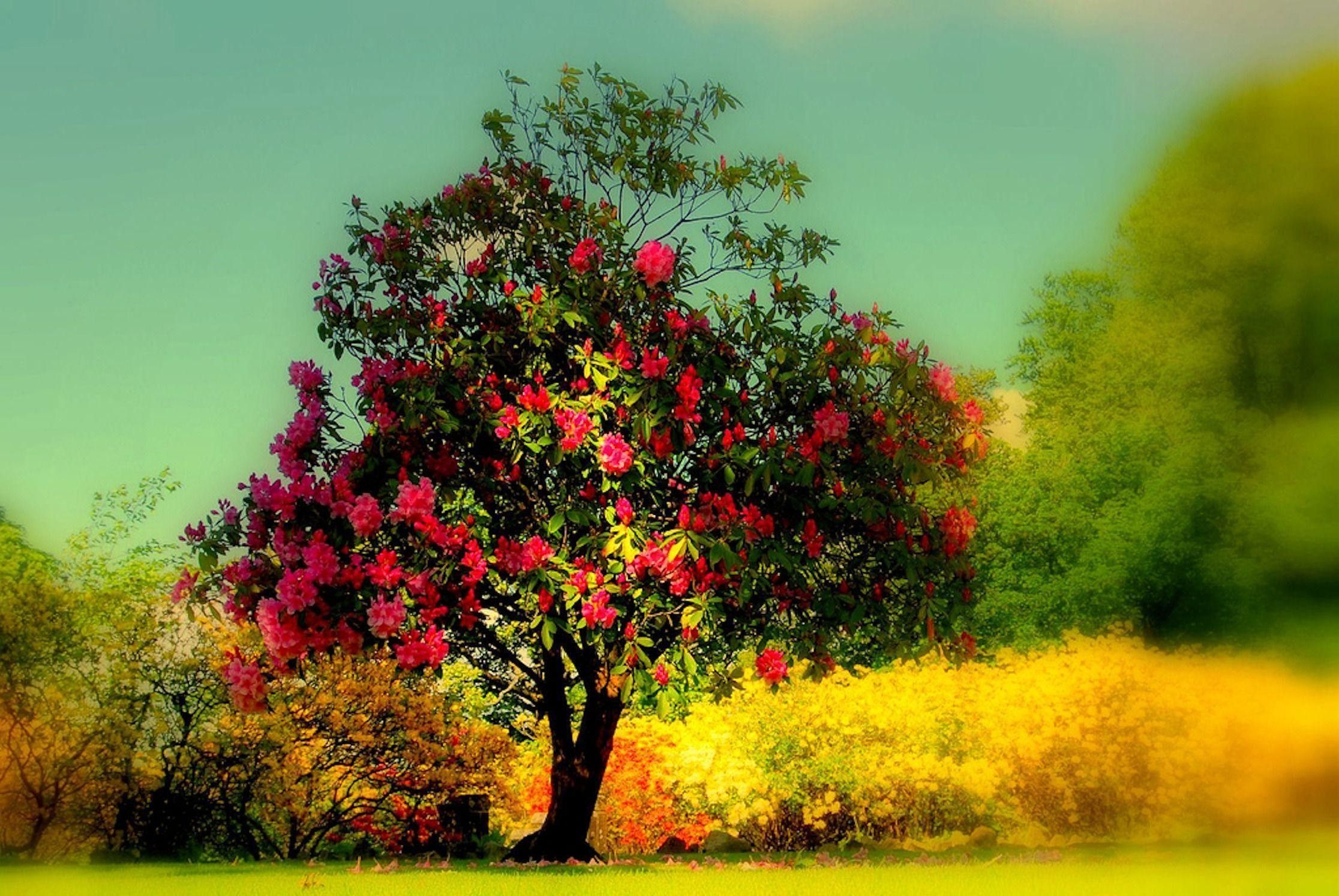 Albero fiorito colorato autunnale, 2232x1493 2K, Desktop