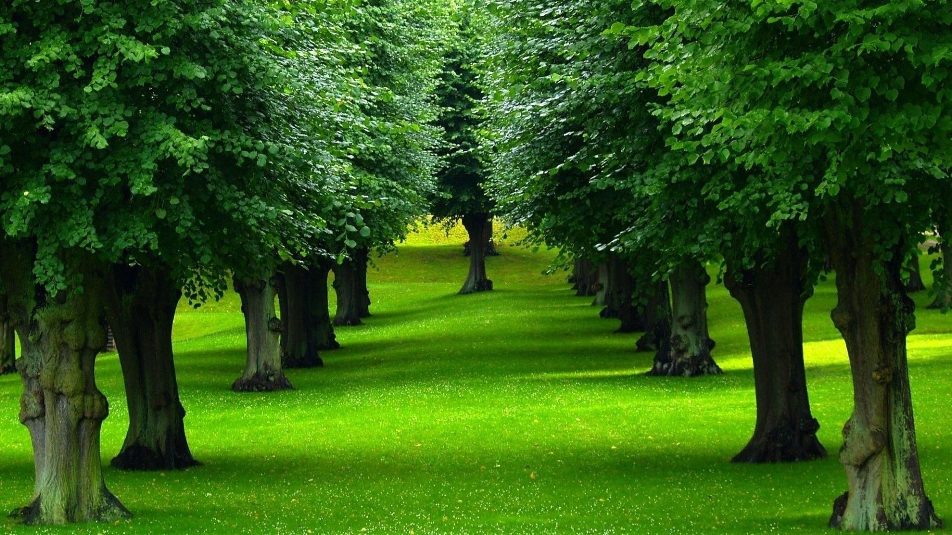 Viale alberato verde parco, 1920x1080 Full HD 1080p, PC Desktop