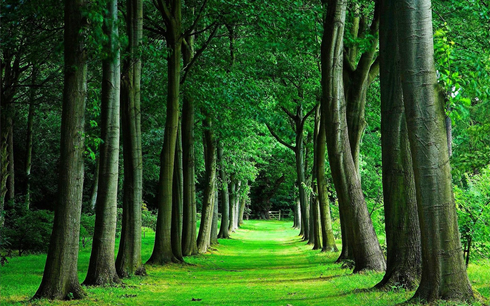 Sentiero verde nella foresta, 1920x1200 WUXGA, PC Desktop
