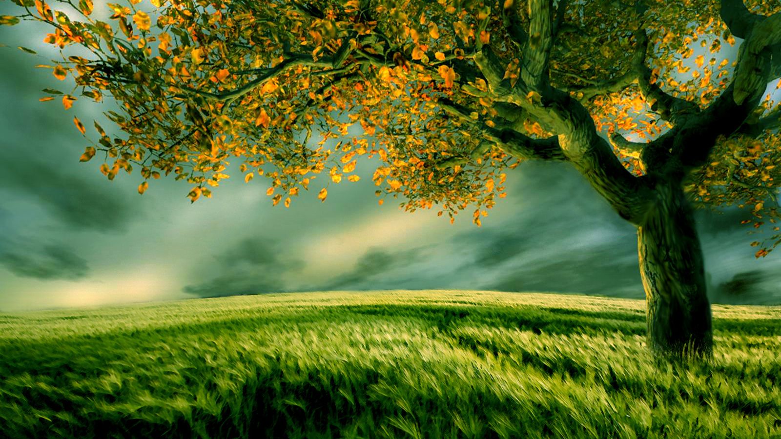 Albero autunnale in campo verde, 1600x900 900p, PC