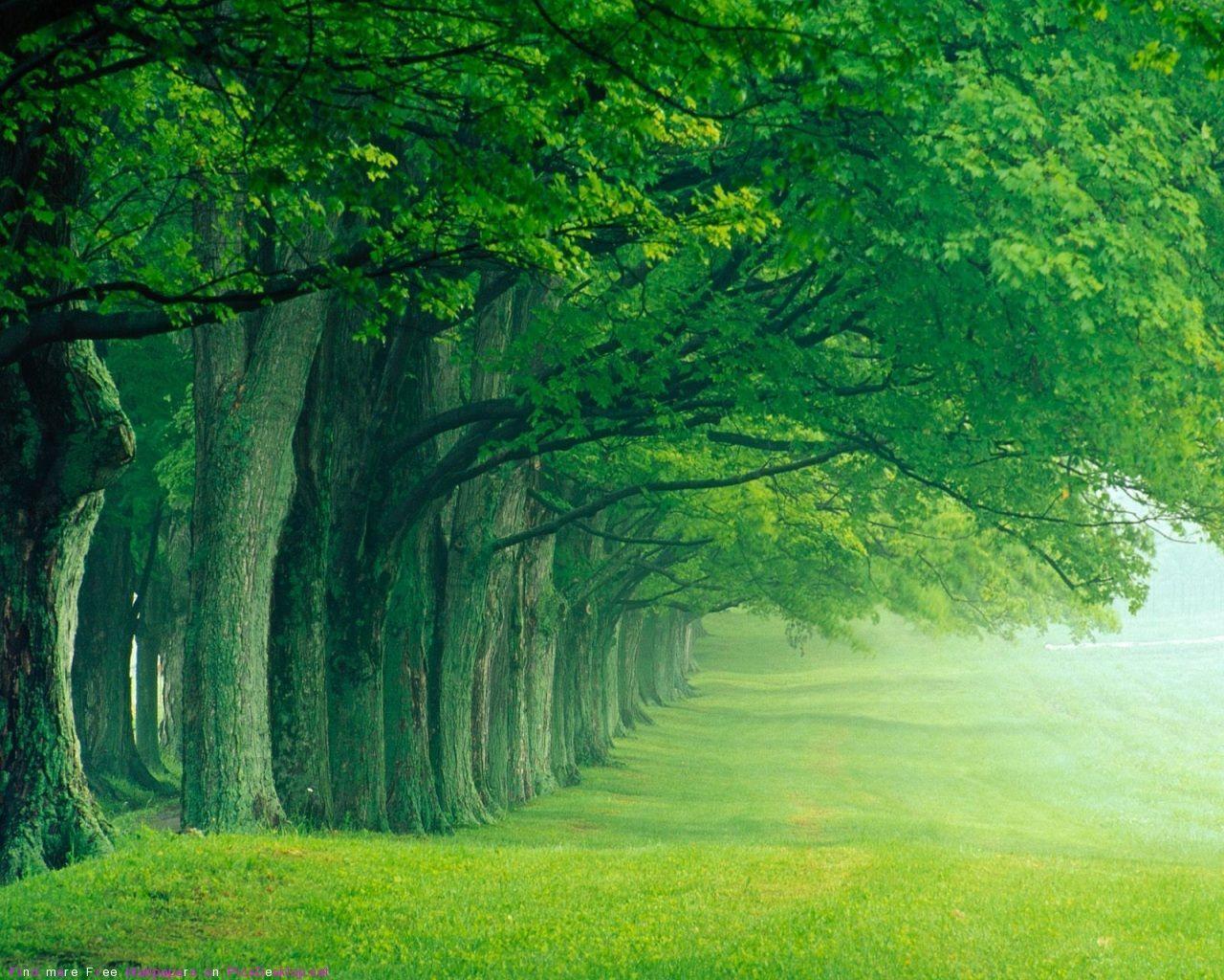 Viale alberi verdi nebbia, 1280x1024 720p, Laptop