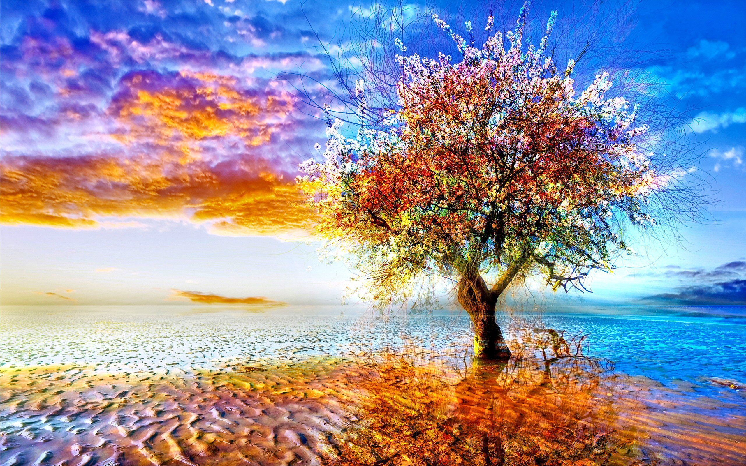Albero solitario colorato al tramonto, 2560x1600 2K, Desktop