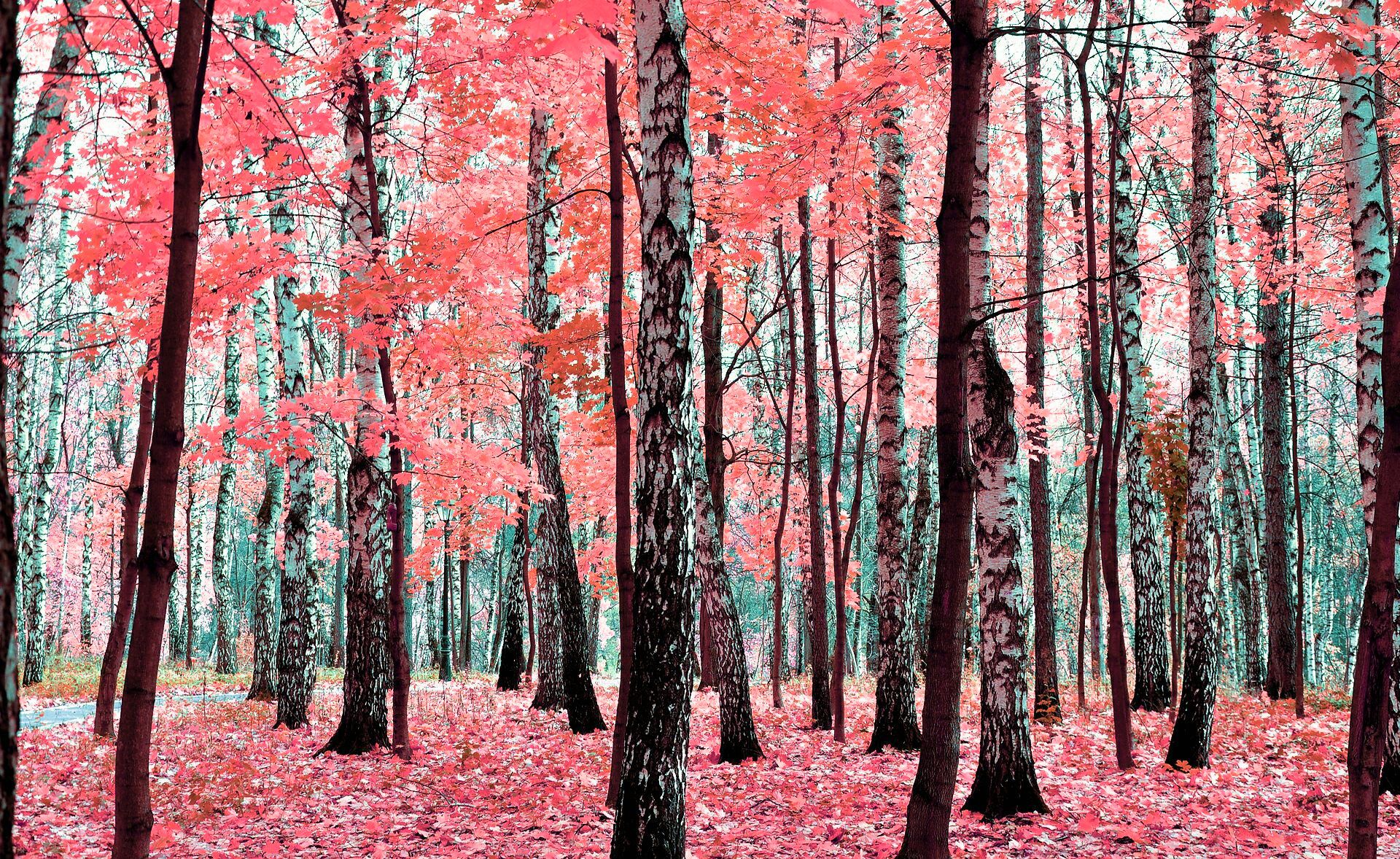Foresta di betulle rosa autunnali, 1920x1178 Full HD, Laptop