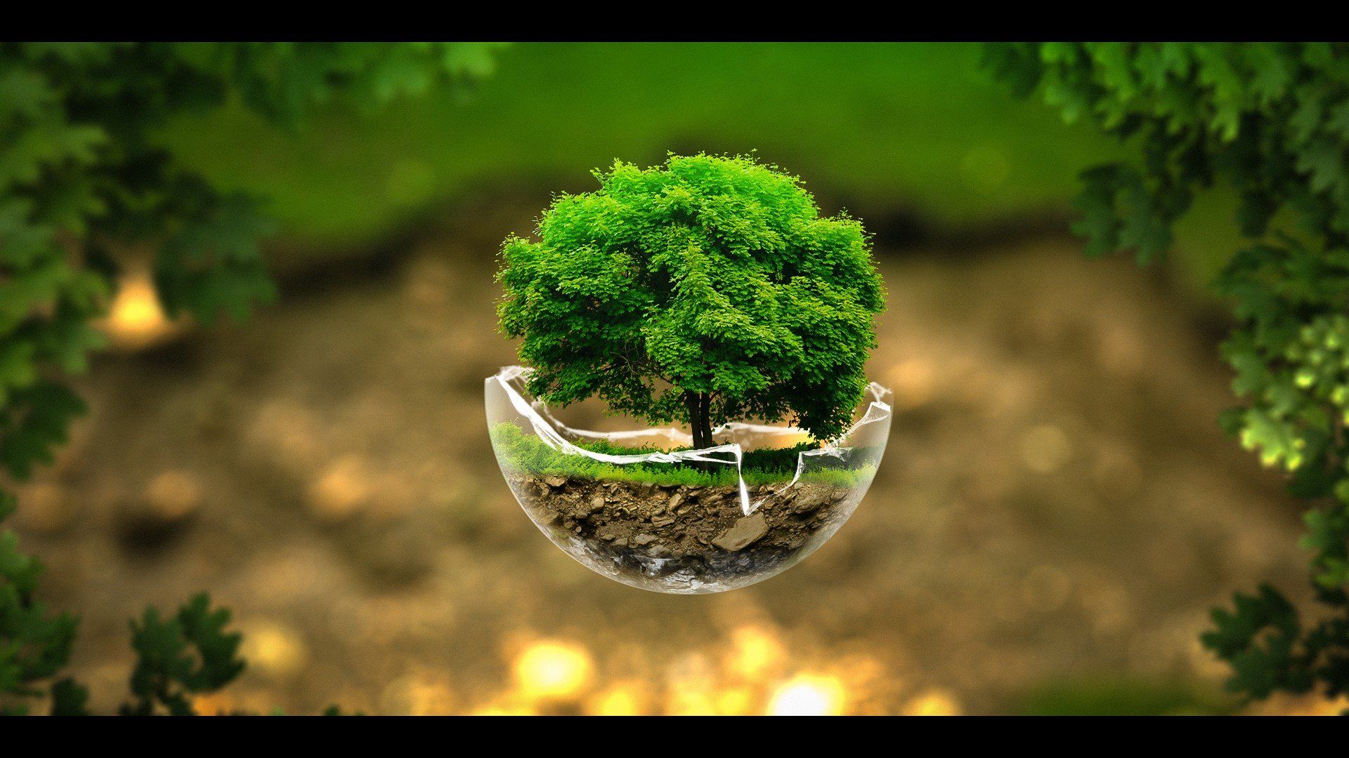 Albero in sfera di vetro, 1920x1080 1080p, PC Desktop