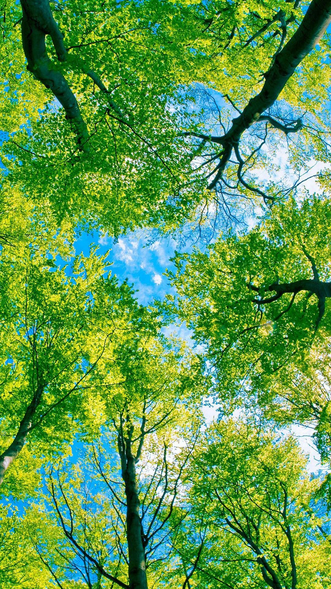 Chioma alberi vista dal basso, 1080x1920 Verticale, Telefono