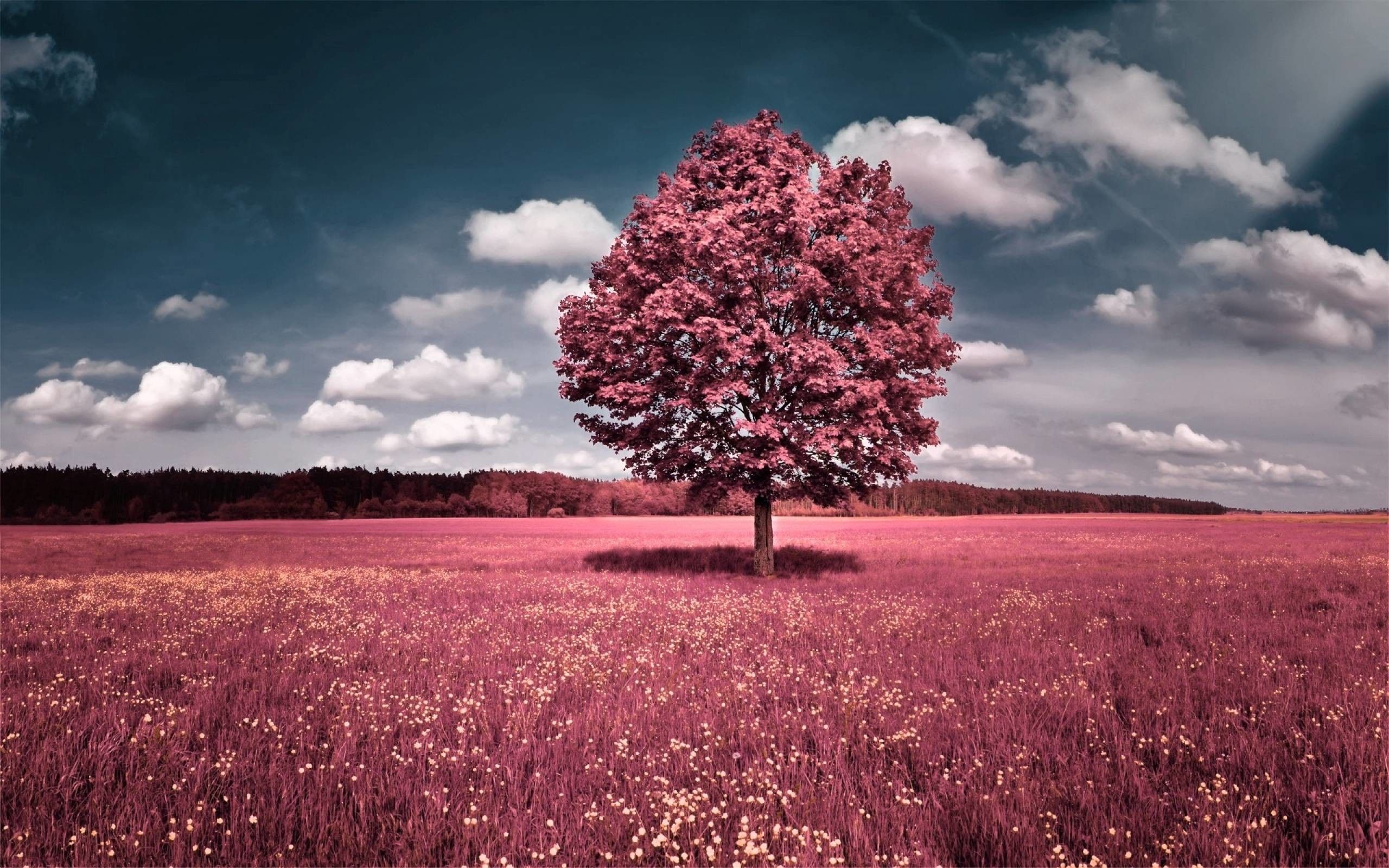 Albero rosa in campo fiorito, 2560x1600 2K, PC