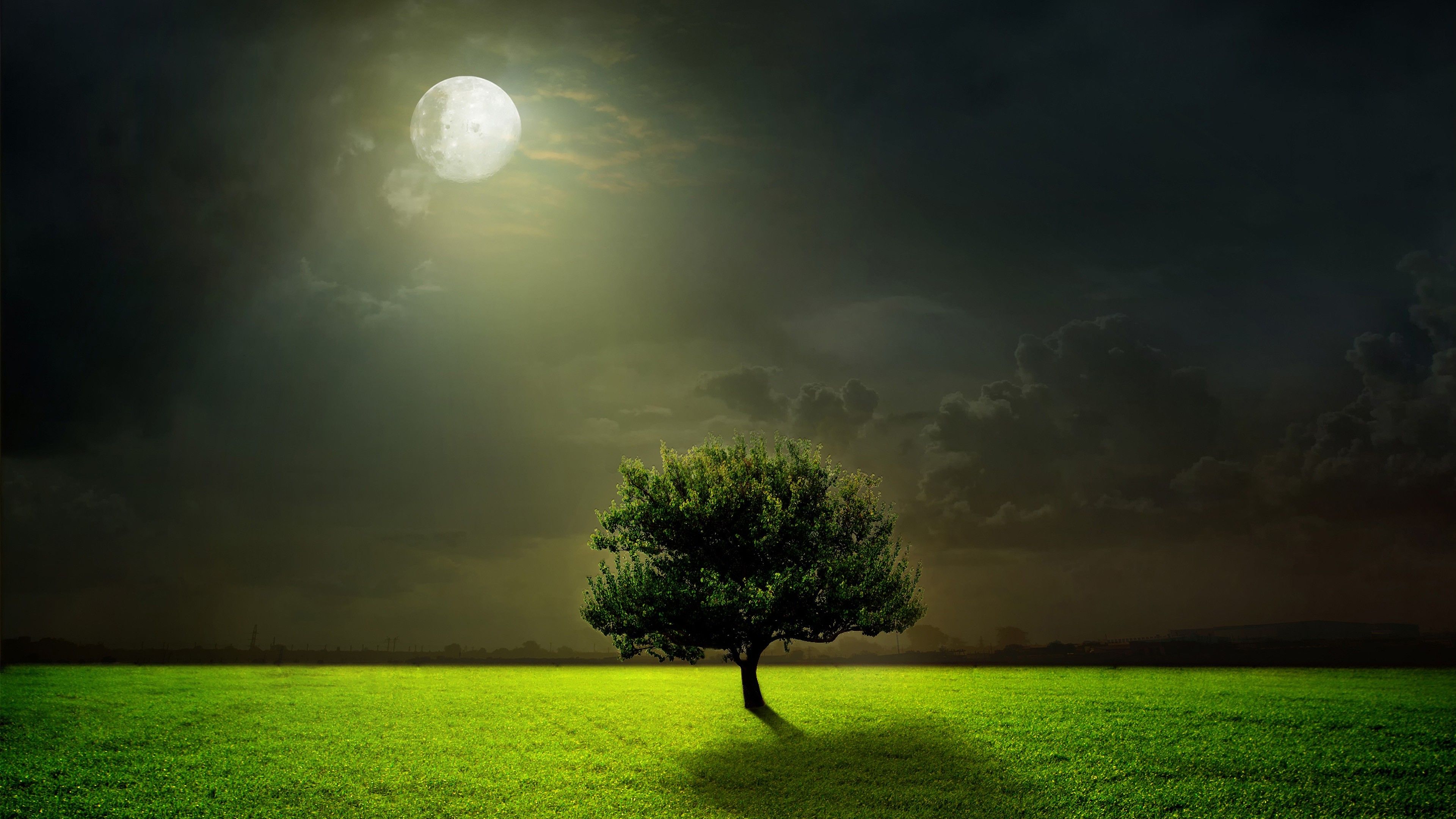 Albero solitario, luna, notte, 3840x2160 4K, Desktop 4K