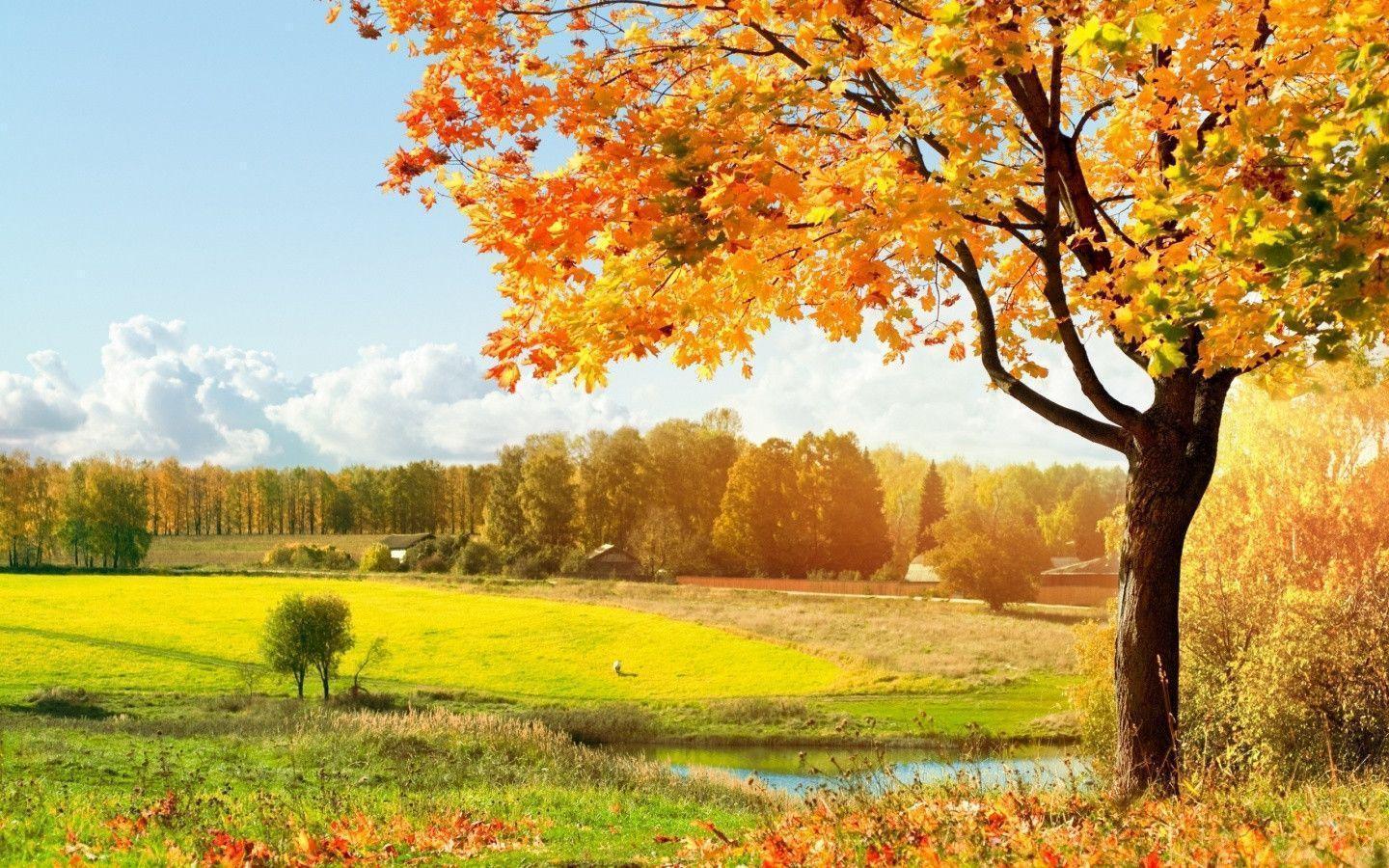 Albero autunnale campo dorato, 1440x900 720p, Laptop