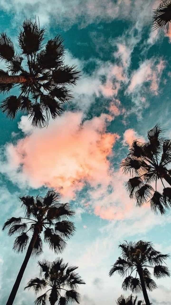 Palme cielo tramonto rosa, 720x1280 Full HD Verticale, Smartphone