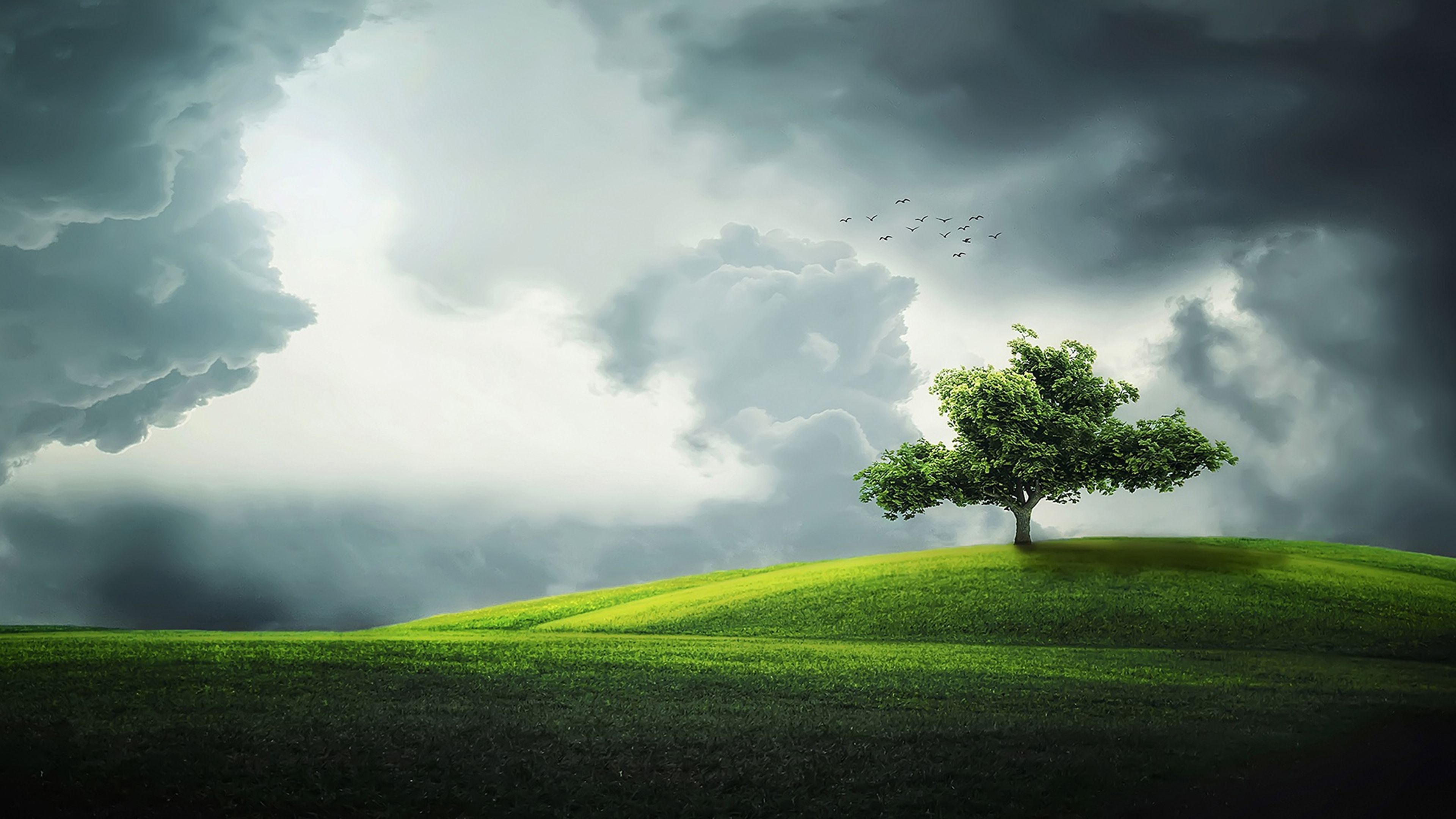 Albero solitario su collina verde, 3840x2160 UHD, Monitor 4K