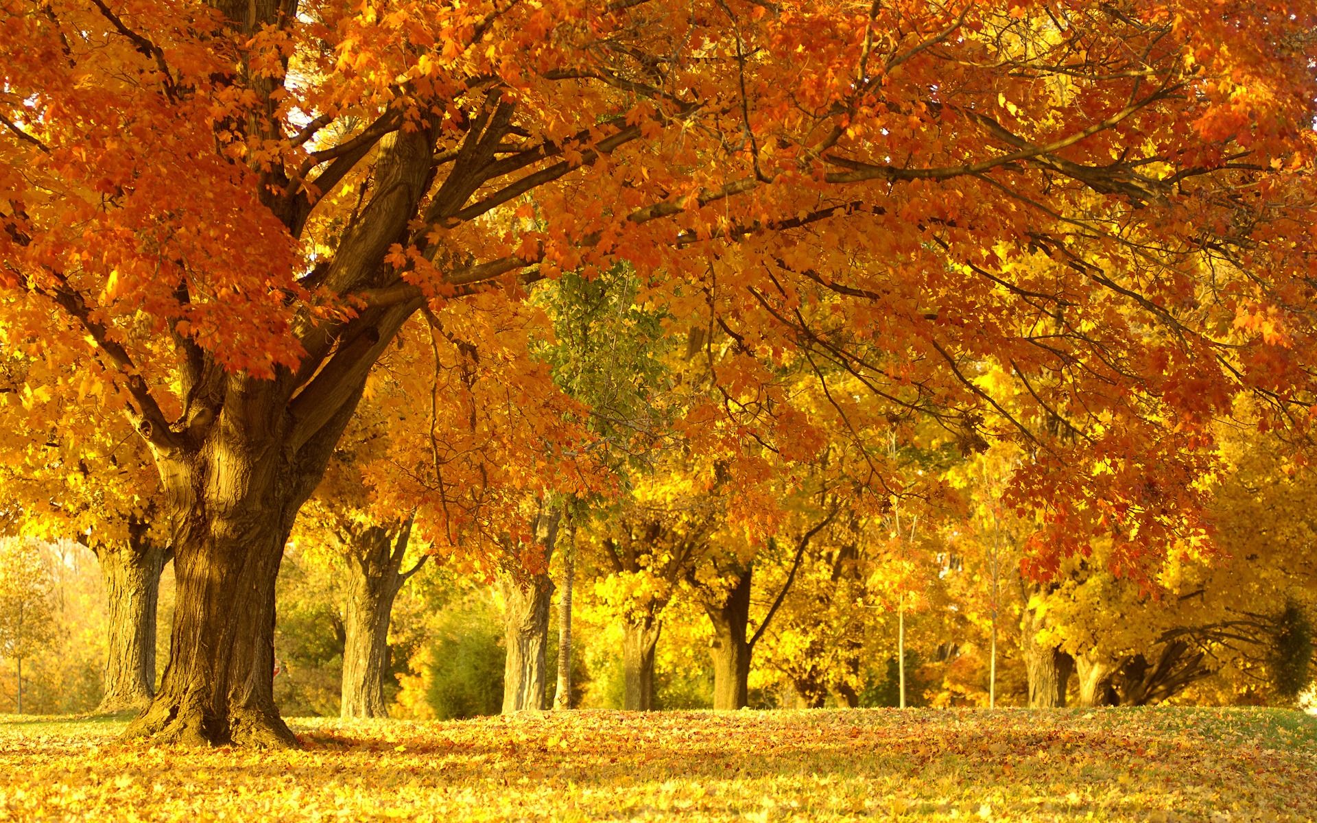 Albero autunnale dorato nel parco, 1920x1200 Full HD+, PC