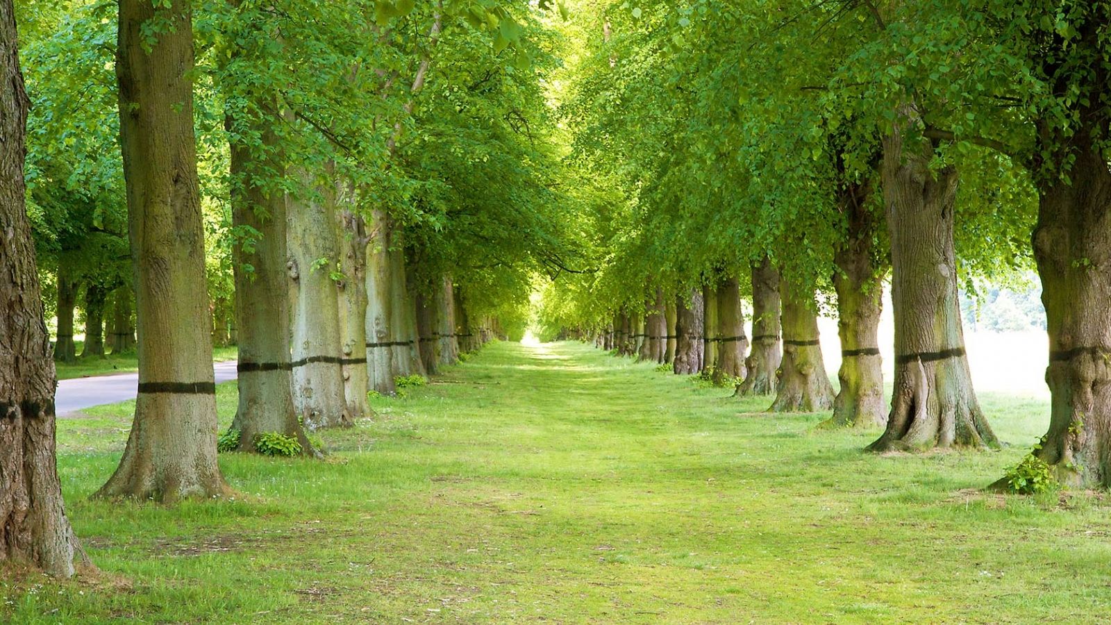 Viale alberato verde, 1600x900 900p, Desktop