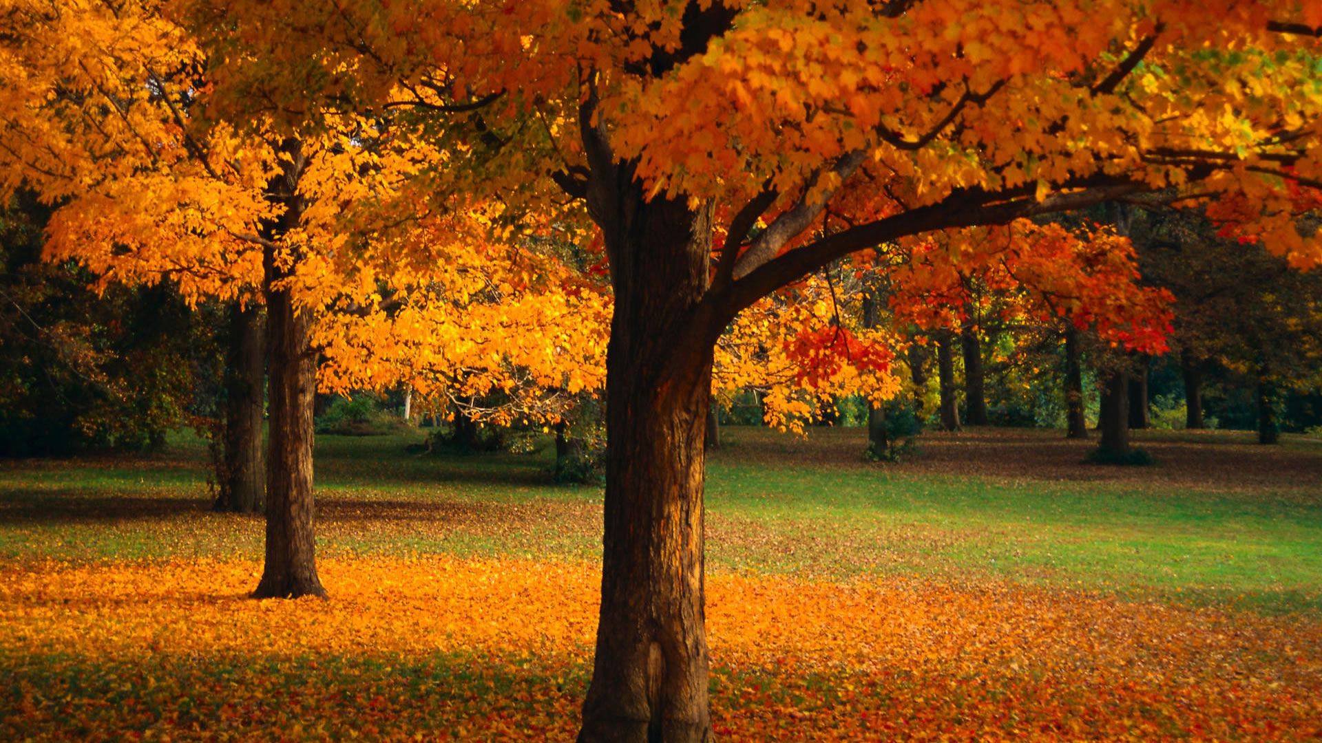 Albero autunnale foglie arancioni, 1920x1080 1080p, PC Desktop