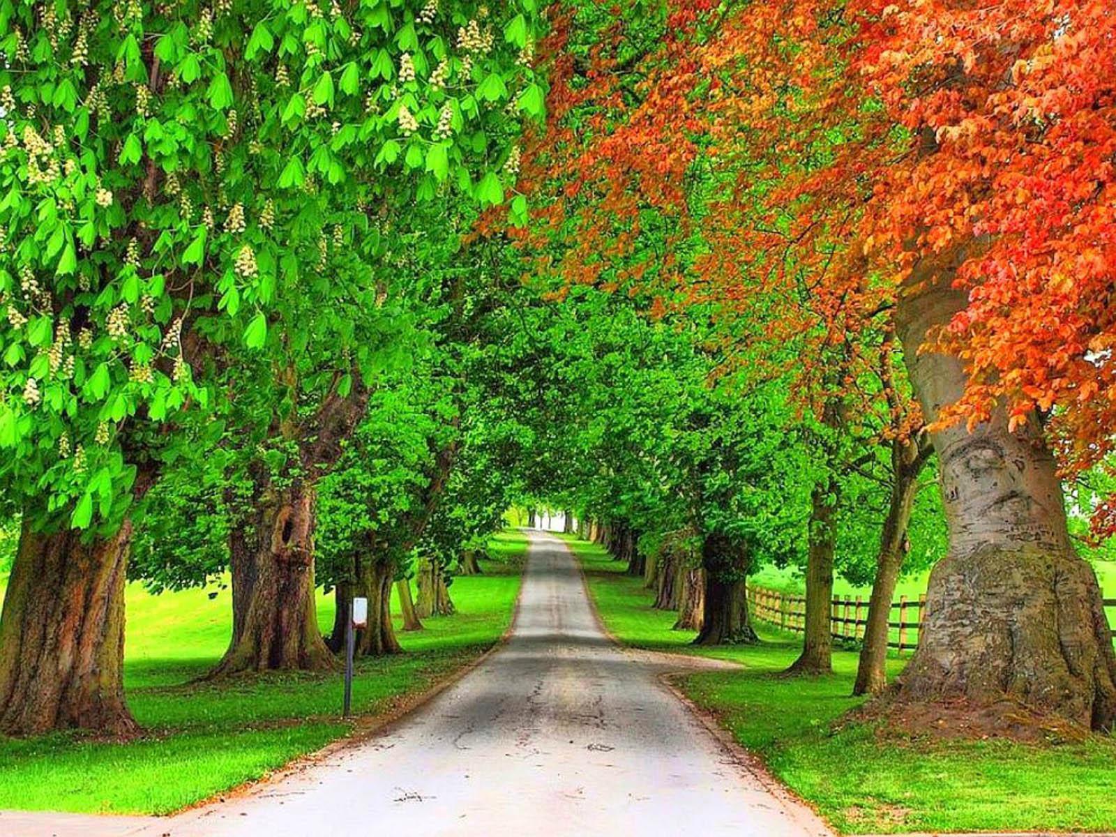 Viale alberato verde e arancio, 1600x1200 900p, Desktop