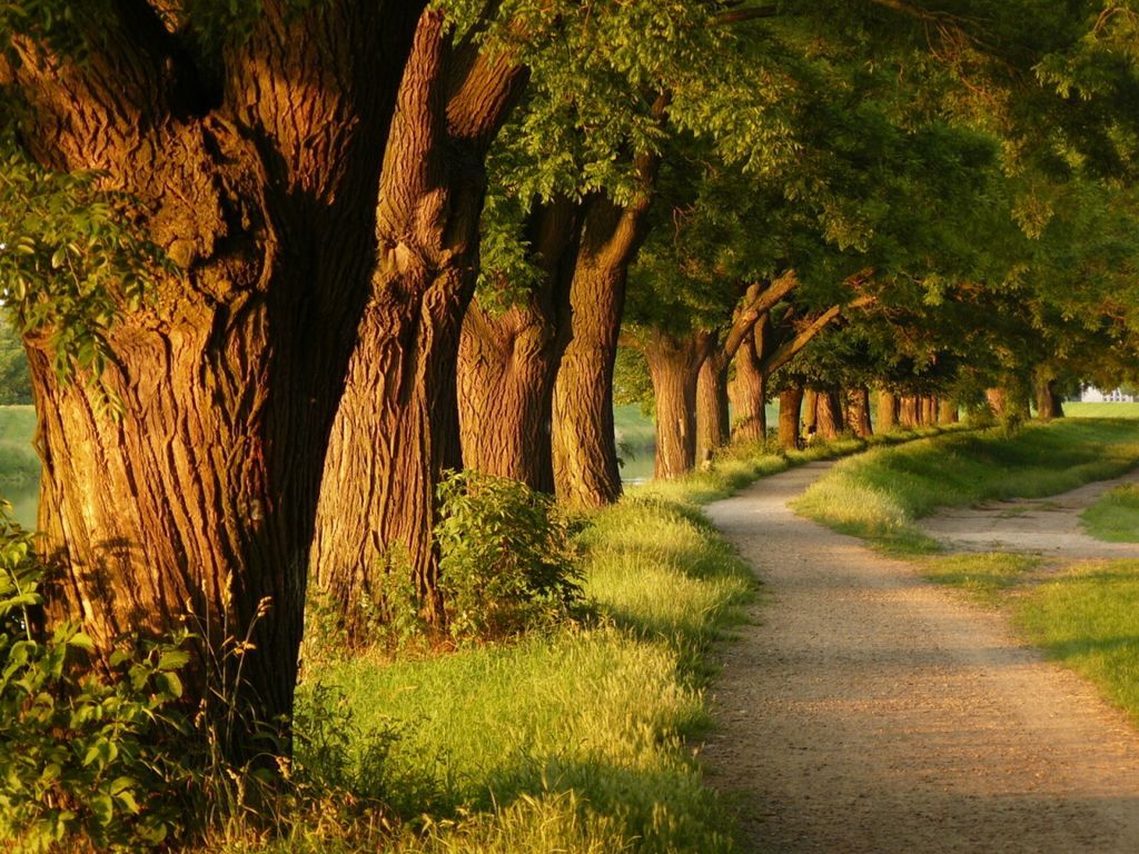 Viale alberato con sentiero, 1024x768 HD, PC
