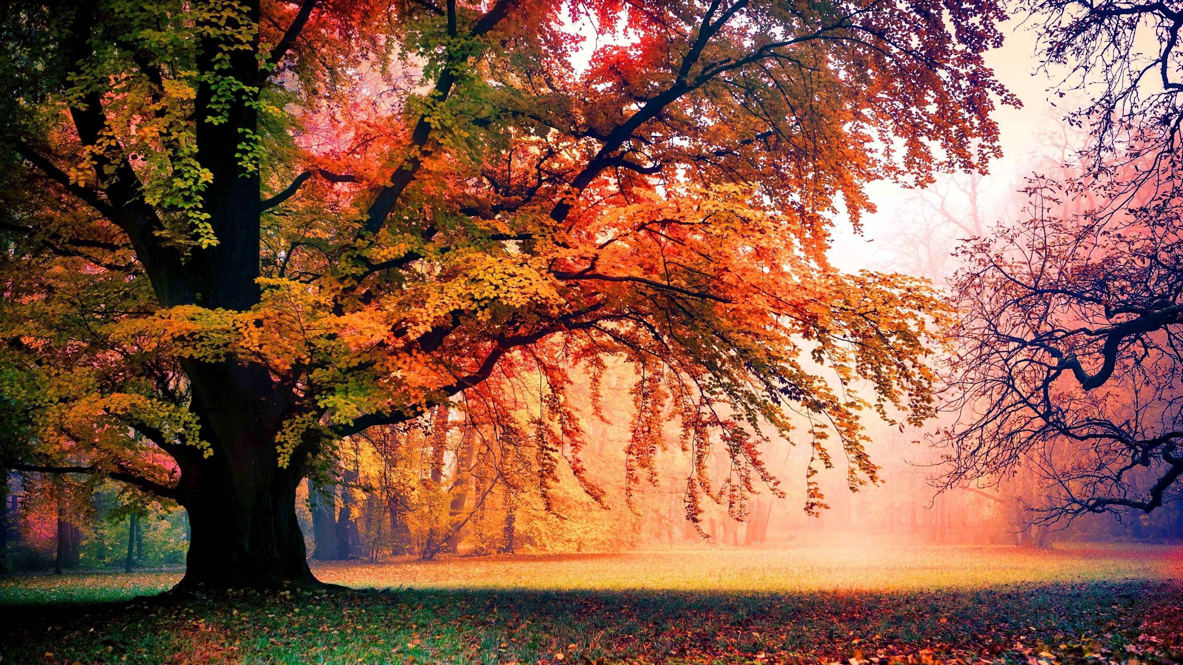 Albero autunnale nella nebbia, 3840x2160 4K, Monitor 4K
