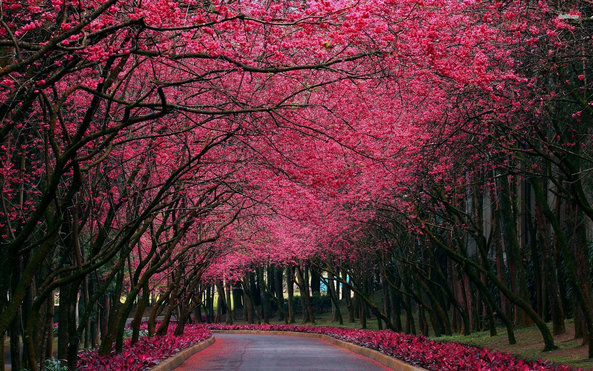 Viale alberato con fiori rosa, 1920x1200 WUXGA, Laptop