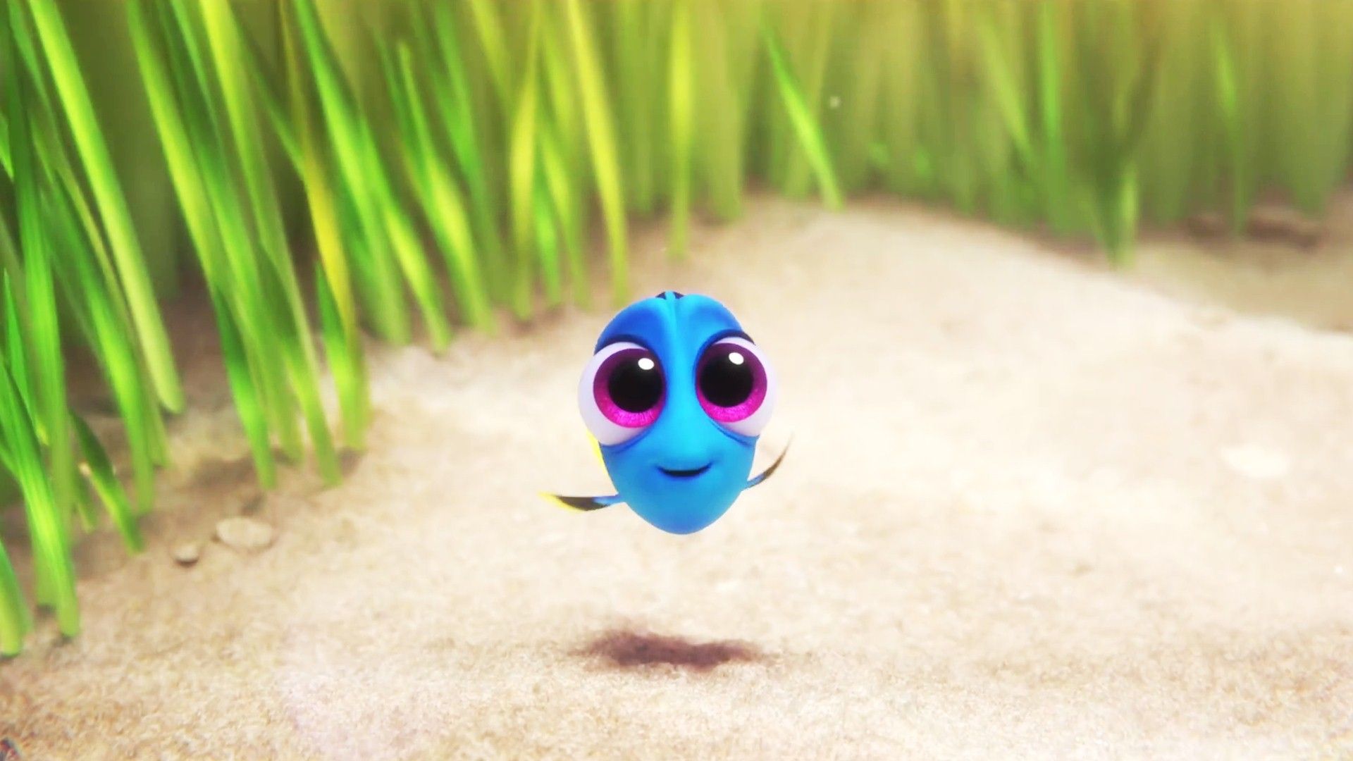 Dory cucciola Alla Ricerca di Dory, 1920x1080 1080p, PC Desktop