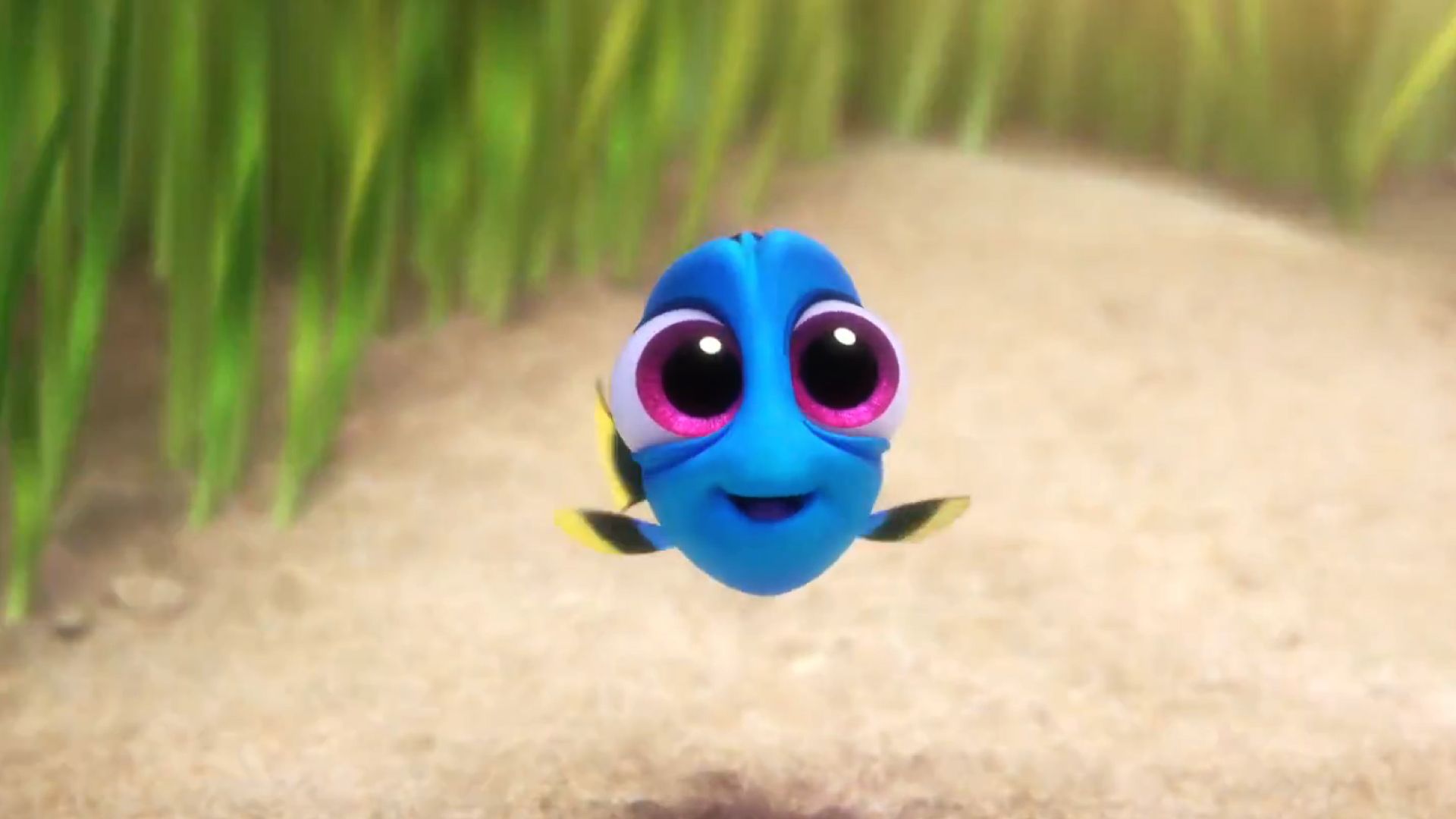Piccola Dory pesce blu, 1920x1080 Full HD, Desktop