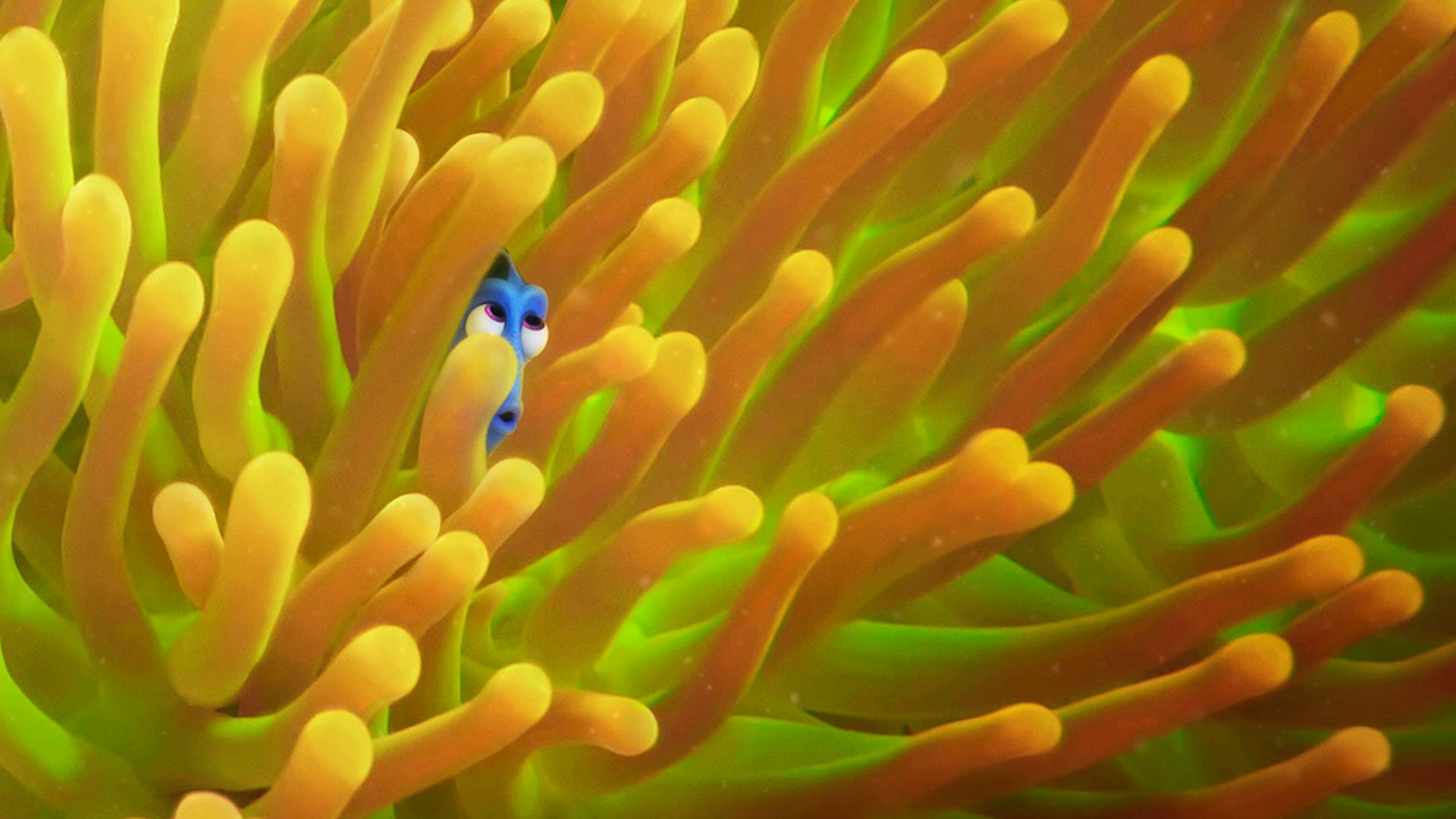 Dory nell'anemone marino, 1920x1080 Full HD, PC Desktop