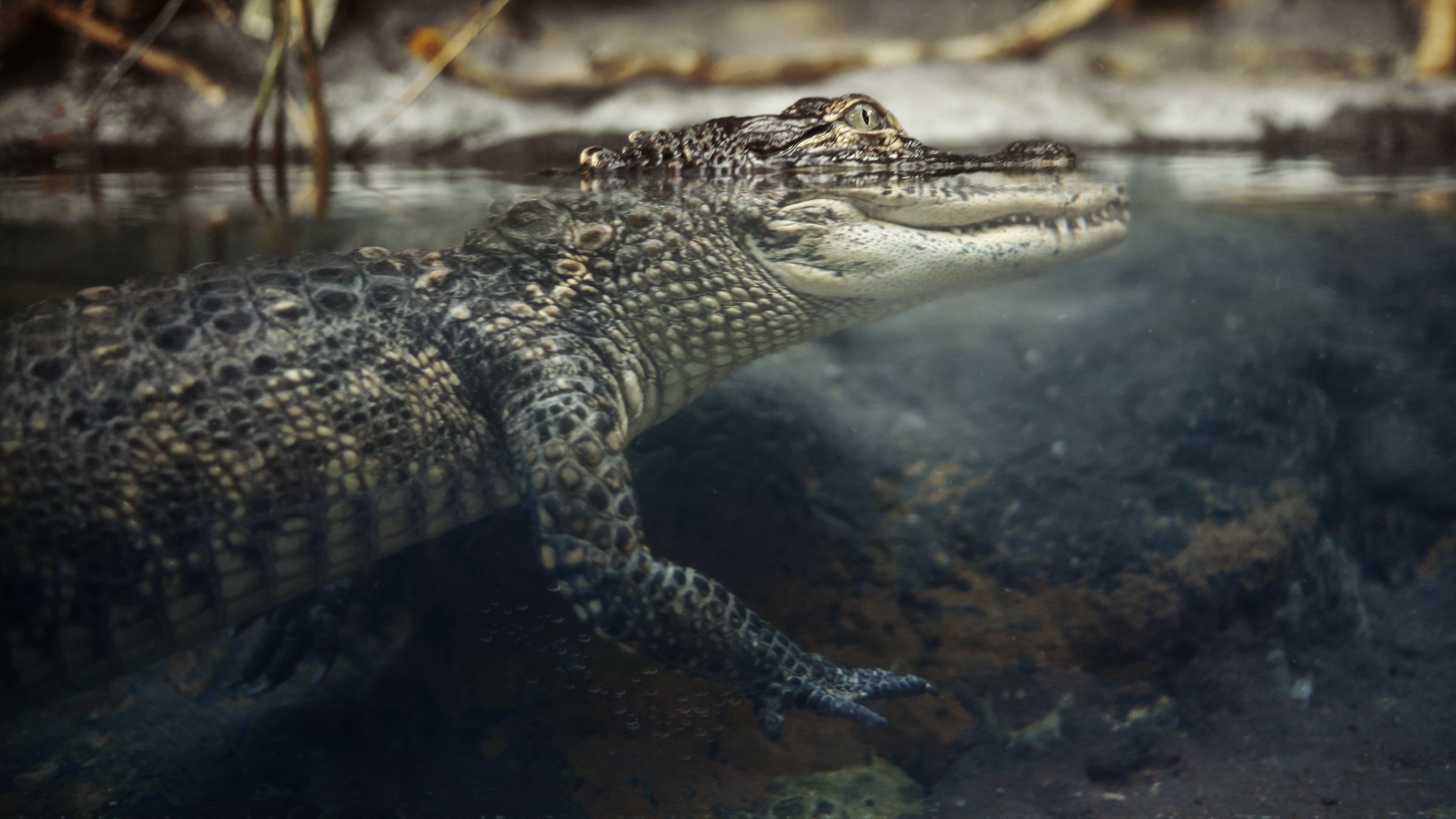 Alligatore in acqua, 3840x2160 UHD, PC 4K
