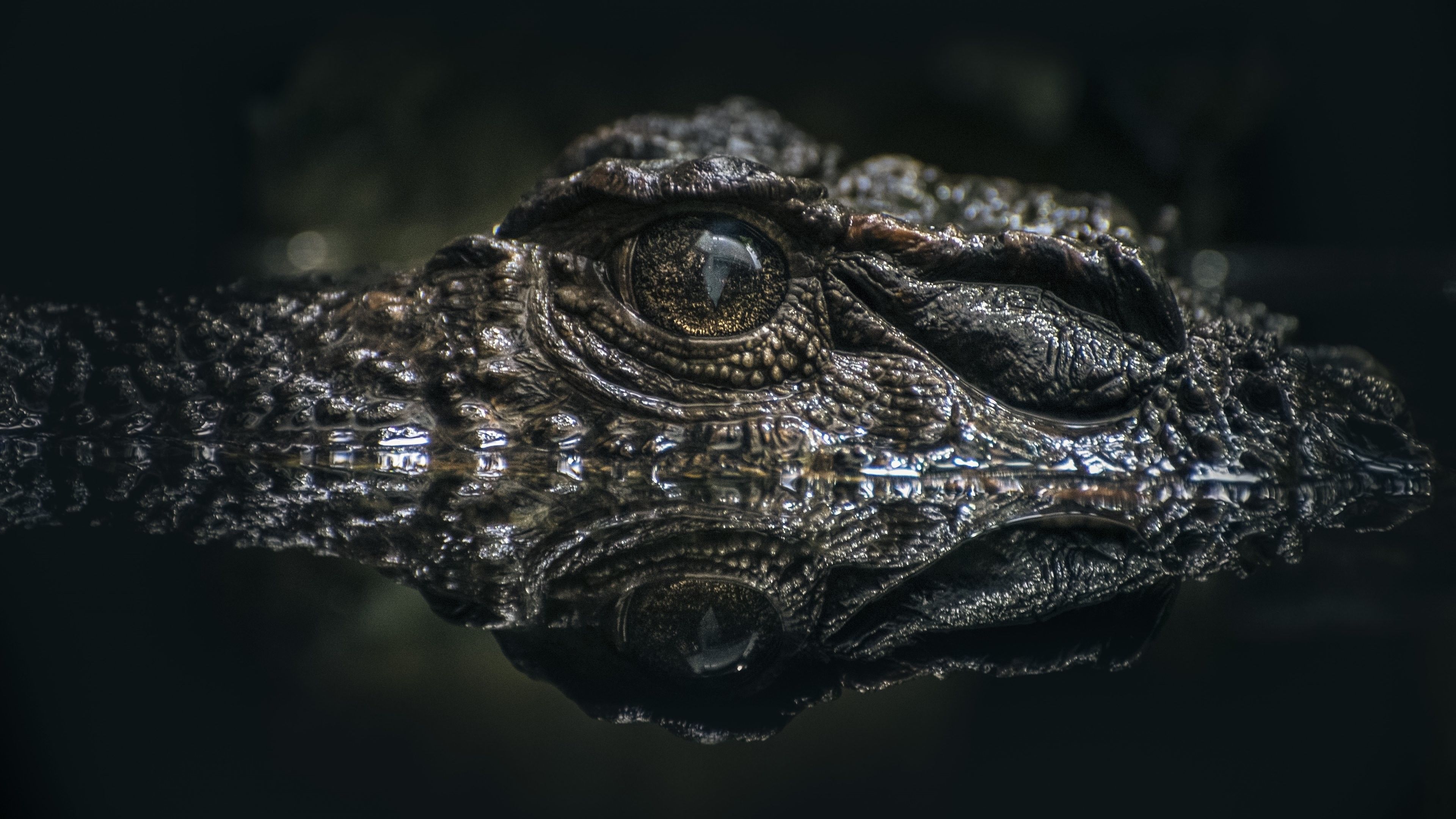 Alligatore occhio riflesso acqua, 3840x2160 4K, Desktop 4K