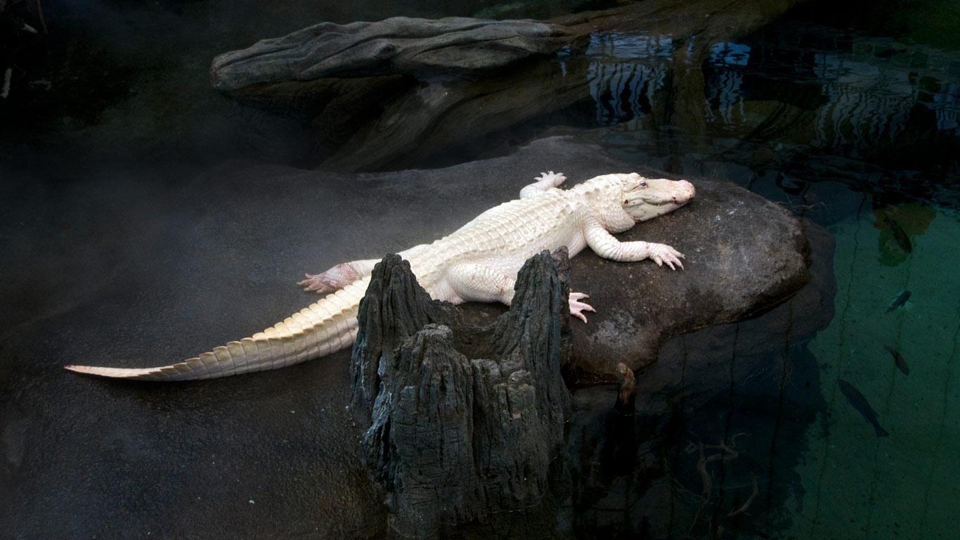 Alligatore albino su roccia, 1366x768 720p, Laptop