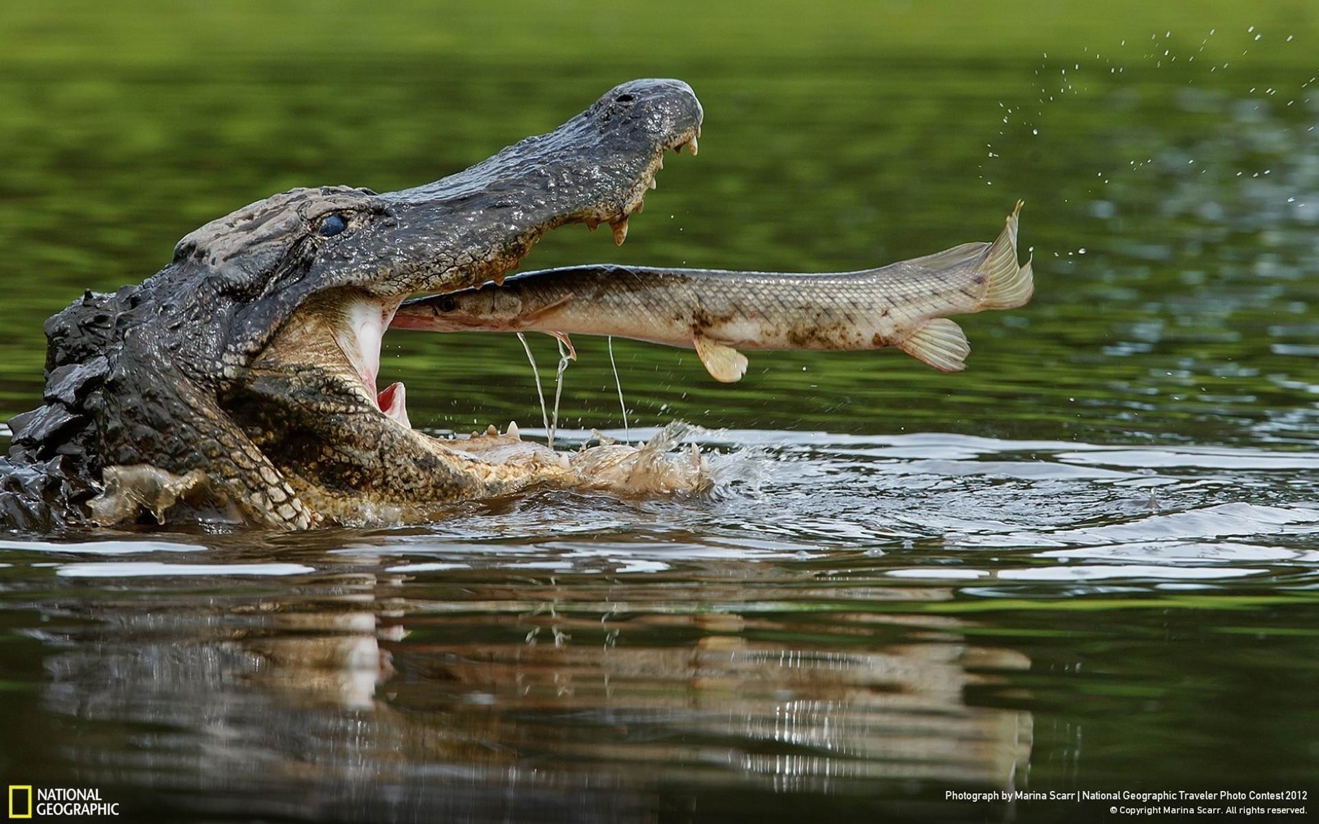 Alligatore che mangia pesce, 1920x1200 Full HD+, Desktop