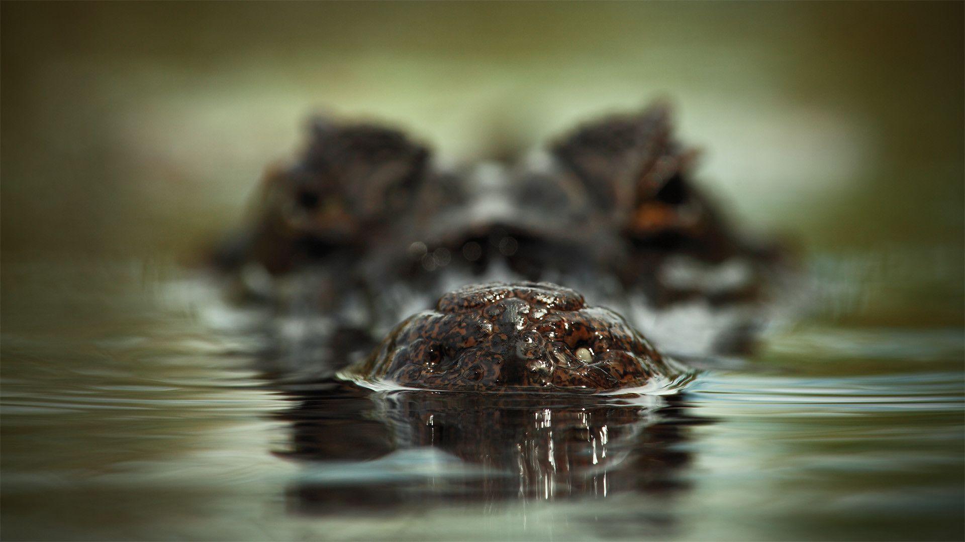 Alligatore semisommerso nell'acqua, 1920x1080 Full HD, PC