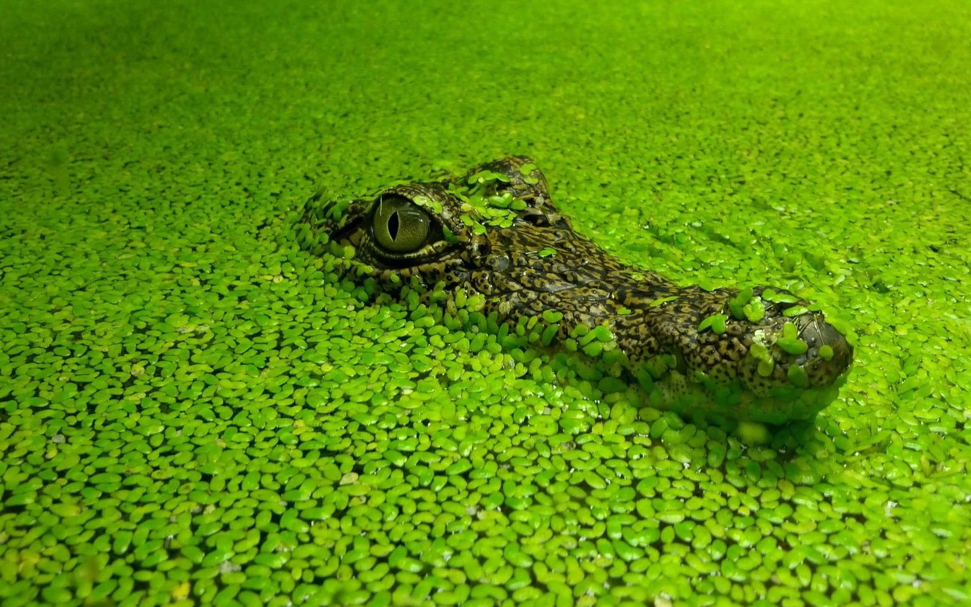 Alligatore in acqua verde, 1920x1200 Full HD+, Desktop