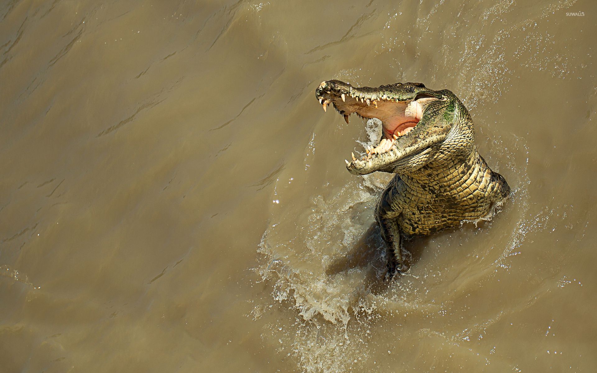 Alligatore in acqua fangosa, 1920x1200 Full HD+ WUXGA, PC