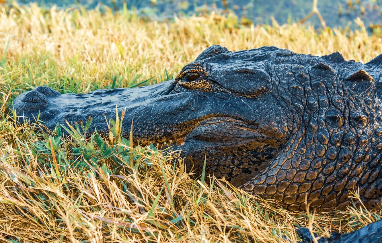 Alligatore nell'erba, 1332x850 720p, PC