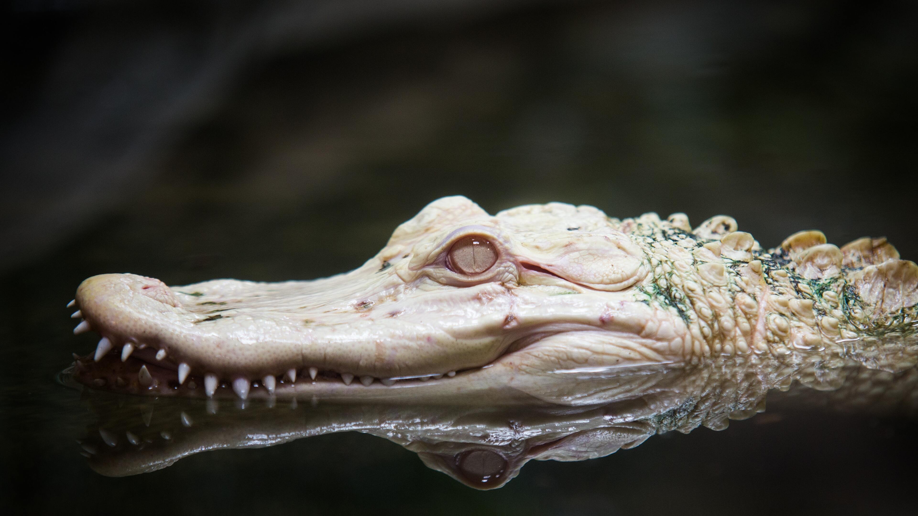 Alligatore albino testa acqua, 3840x2160 Ultra HD, Monitor 4K