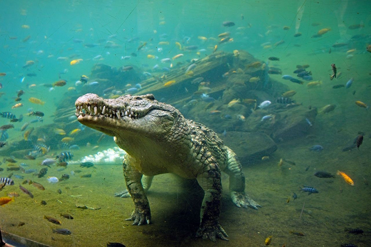 Coccodrillo subacqueo con pesci, 1280x853 HD, Desktop