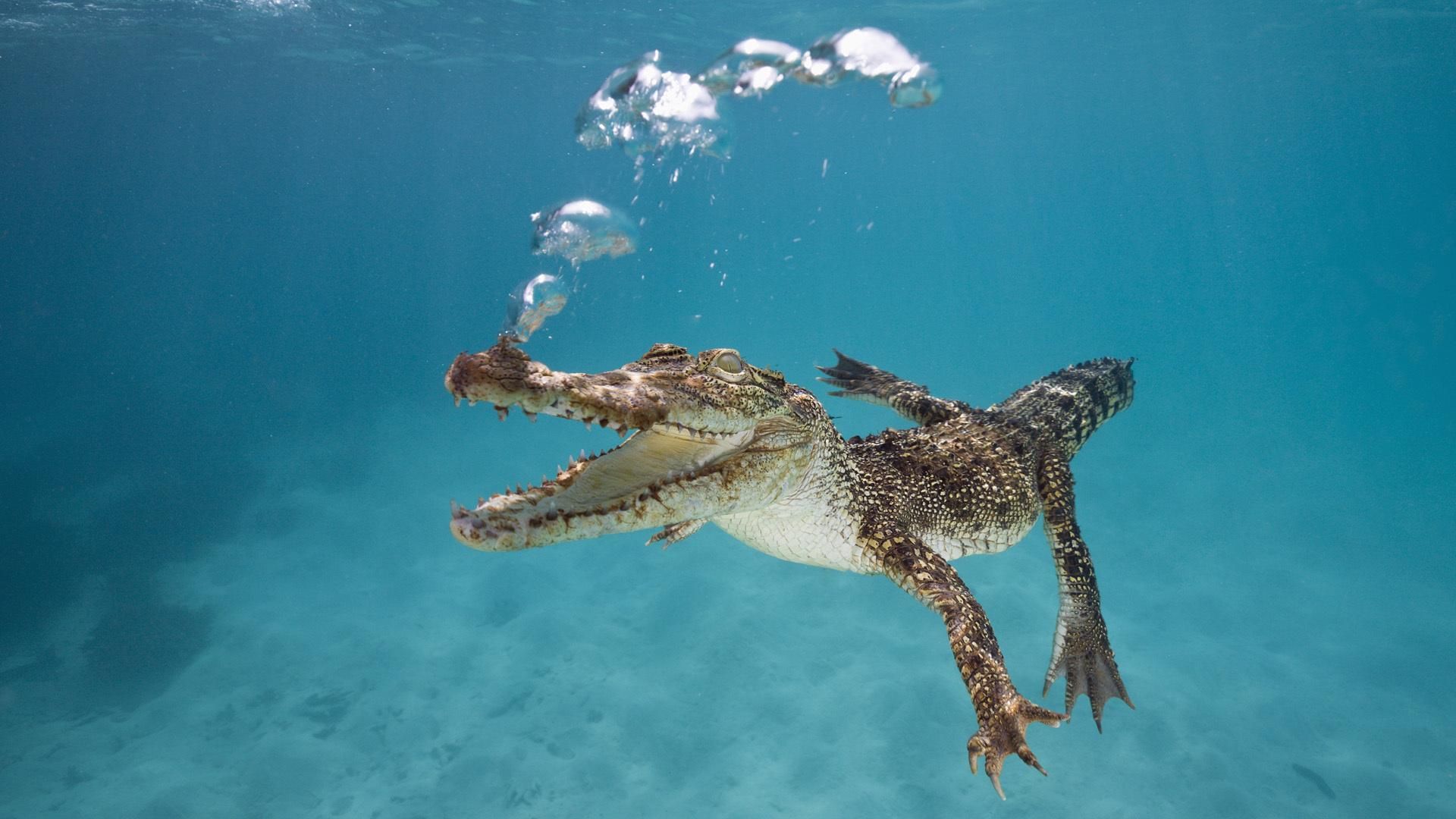 Alligatore che nuota sott'acqua, 1920x1080 Full HD 1080p, PC Desktop