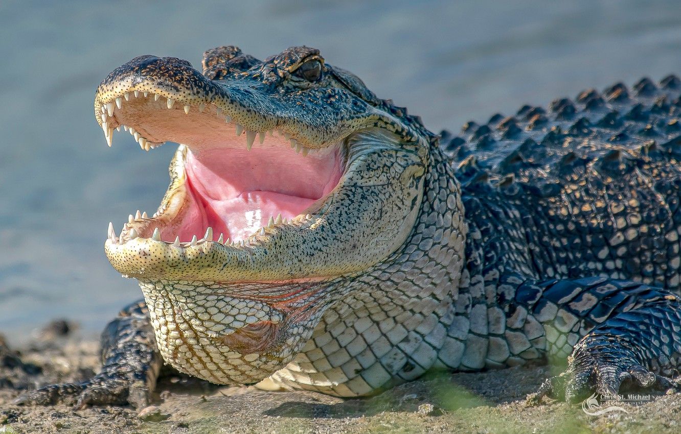 Alligatore con bocca aperta, 1332x850 720p, PC