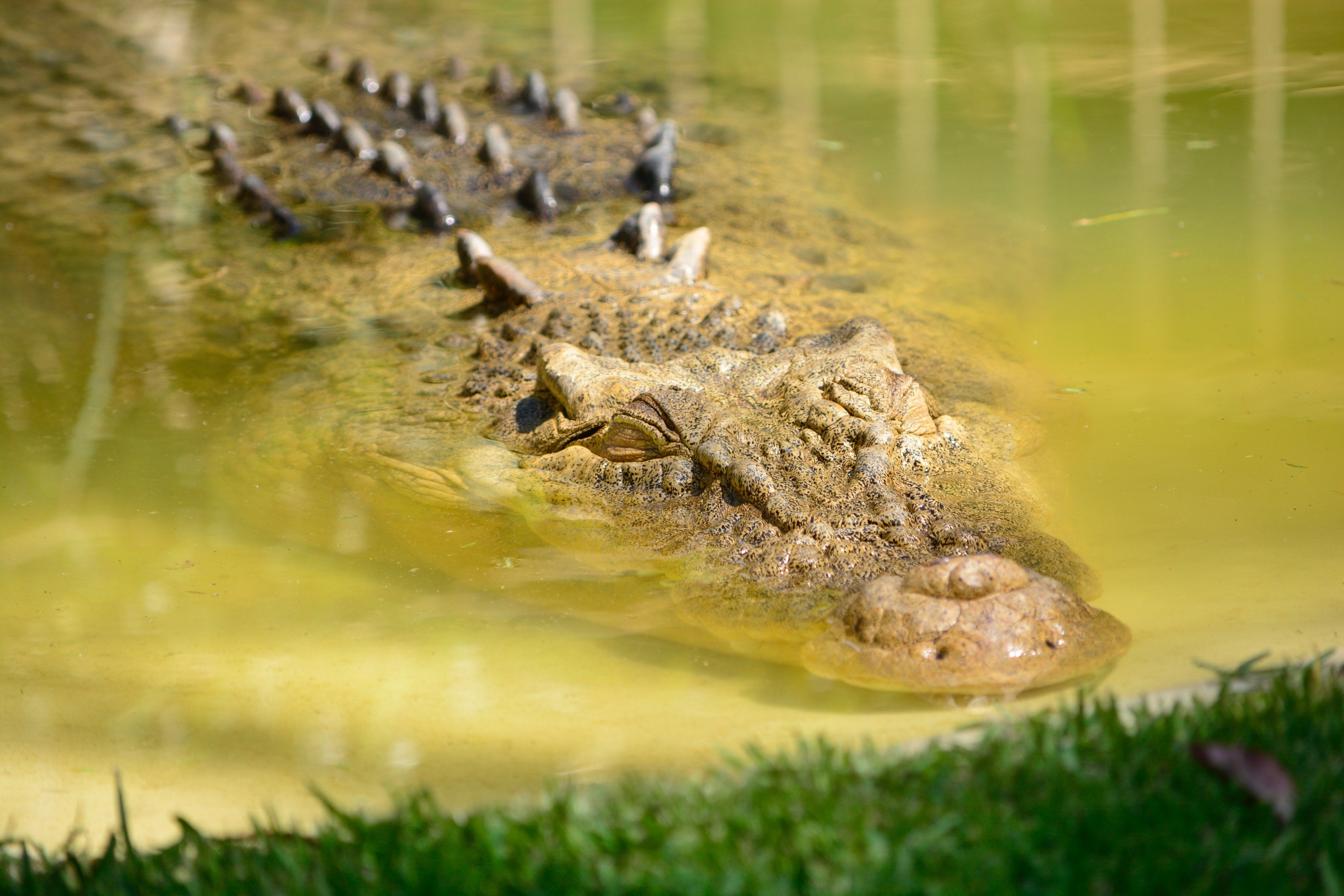 Alligatore in acqua verde, 3840x2560 UHD, Monitor 4K