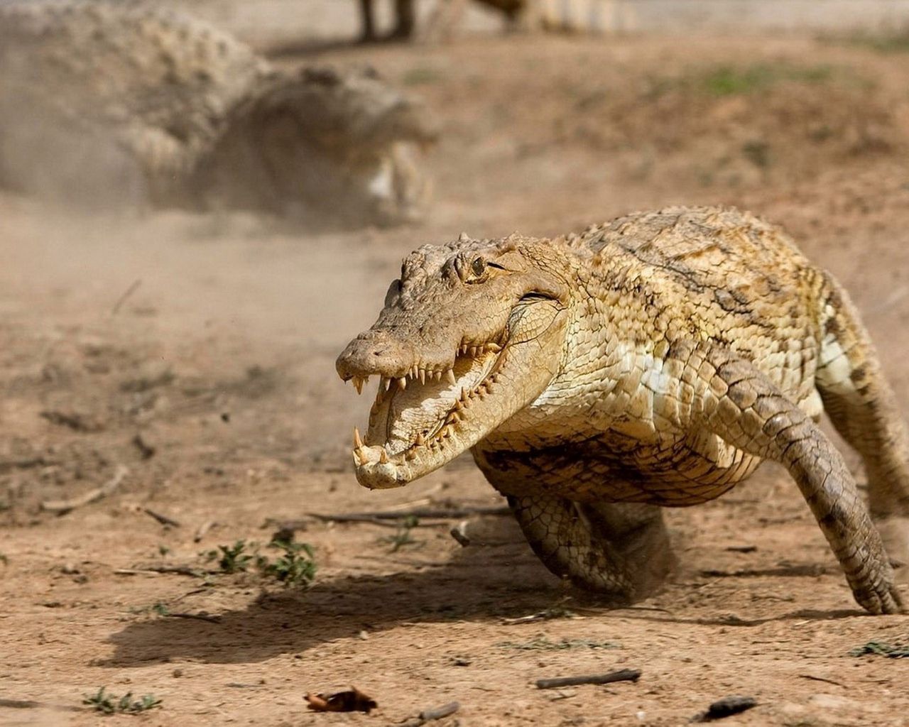 Alligatore che corre nella polvere, 1280x1024 720p, Laptop