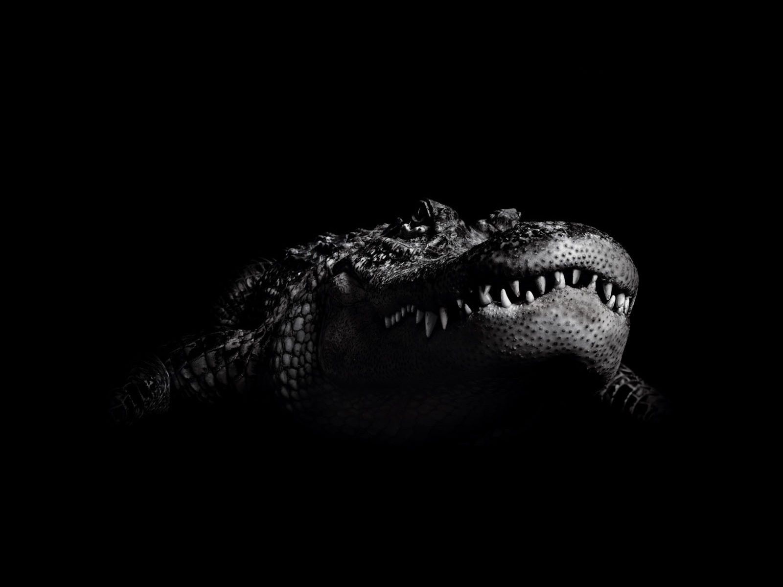 Coccodrillo su sfondo nero, 1600x1200 900p, Desktop