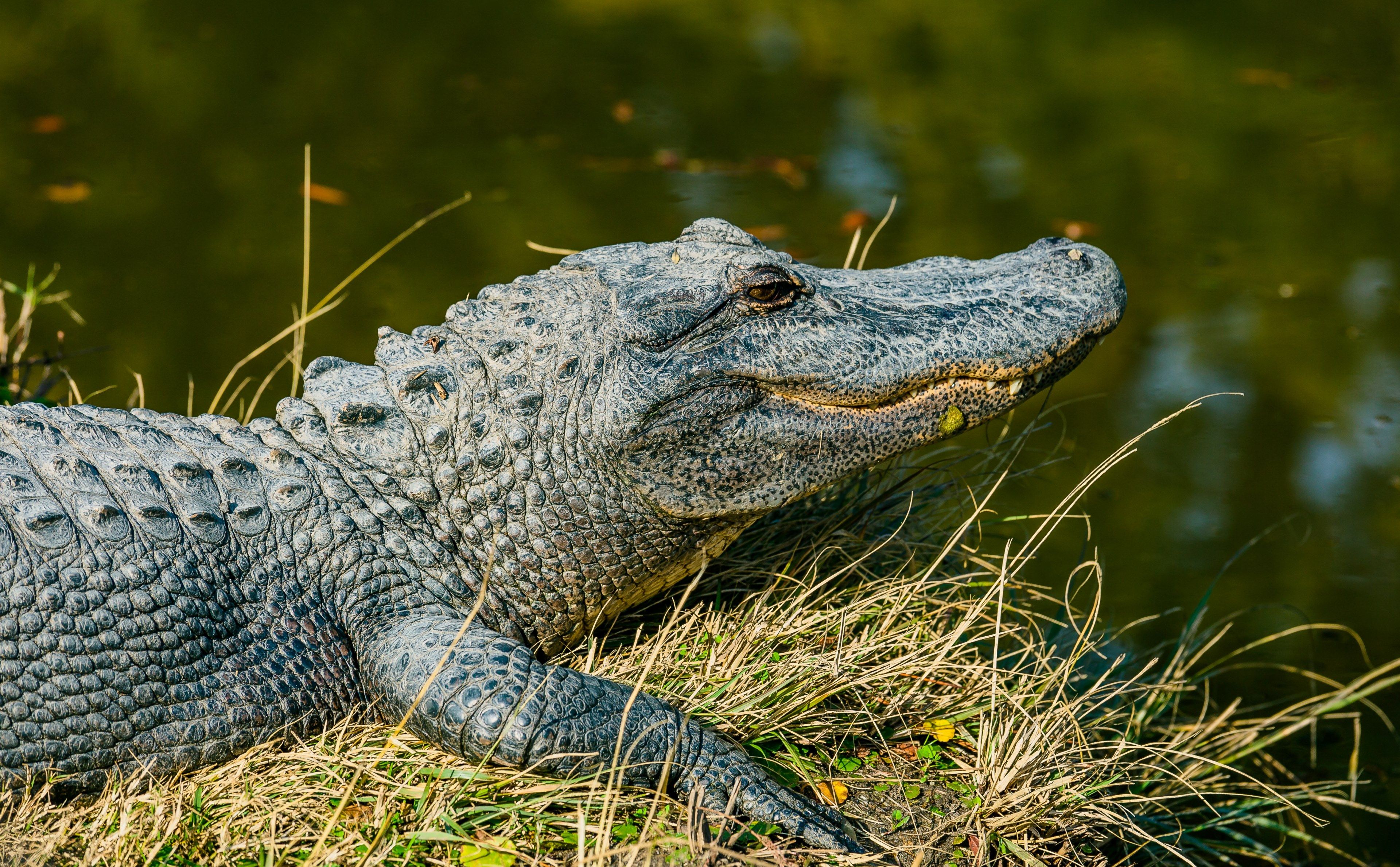 Alligatore nell'erba vicino all'acqua, 3840x2379 Ultra HD, Monitor 4K