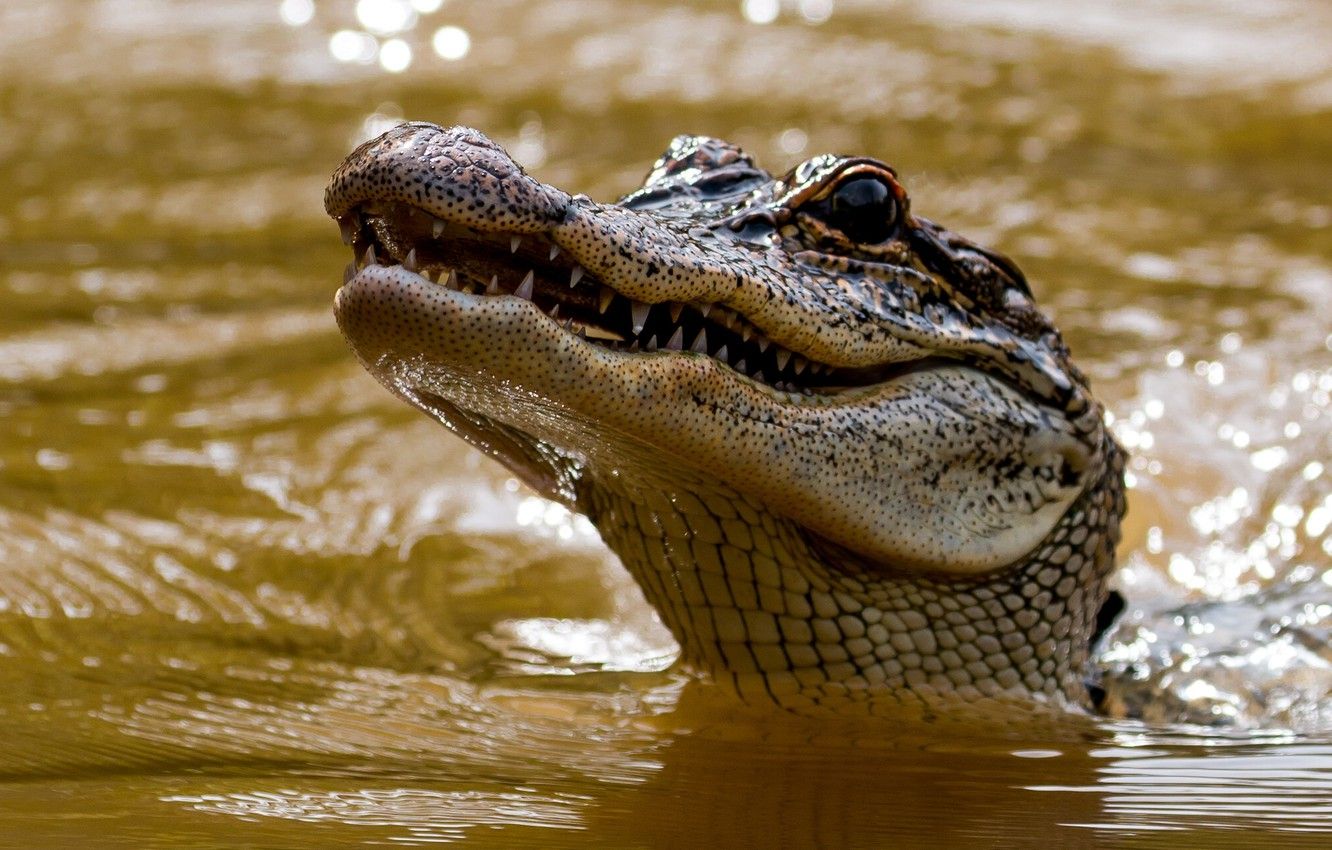 Alligatore nell'acqua, 1332x850 HD, Desktop