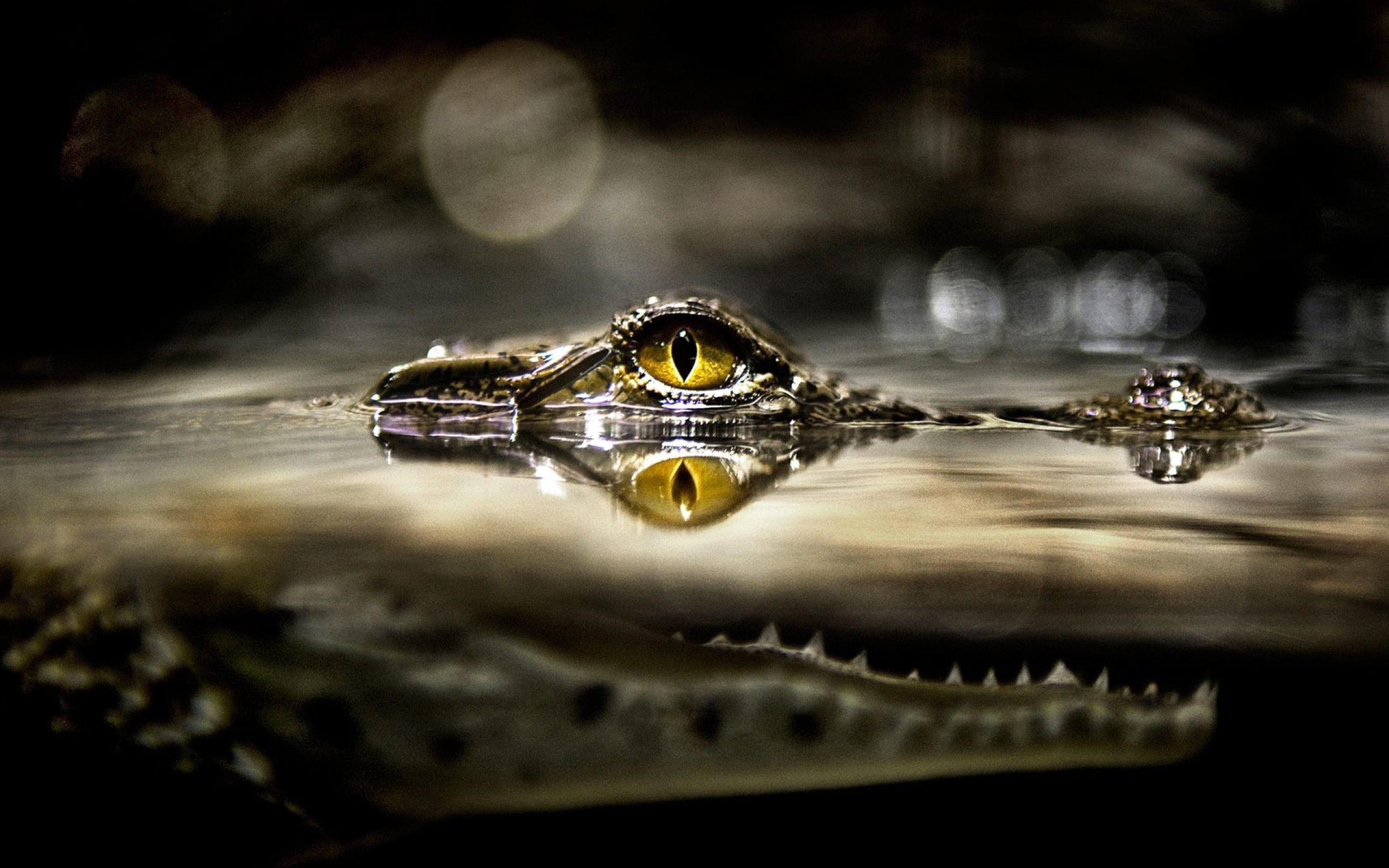 Occhio alligatore acqua scura, 2560x1600 WQXGA, PC